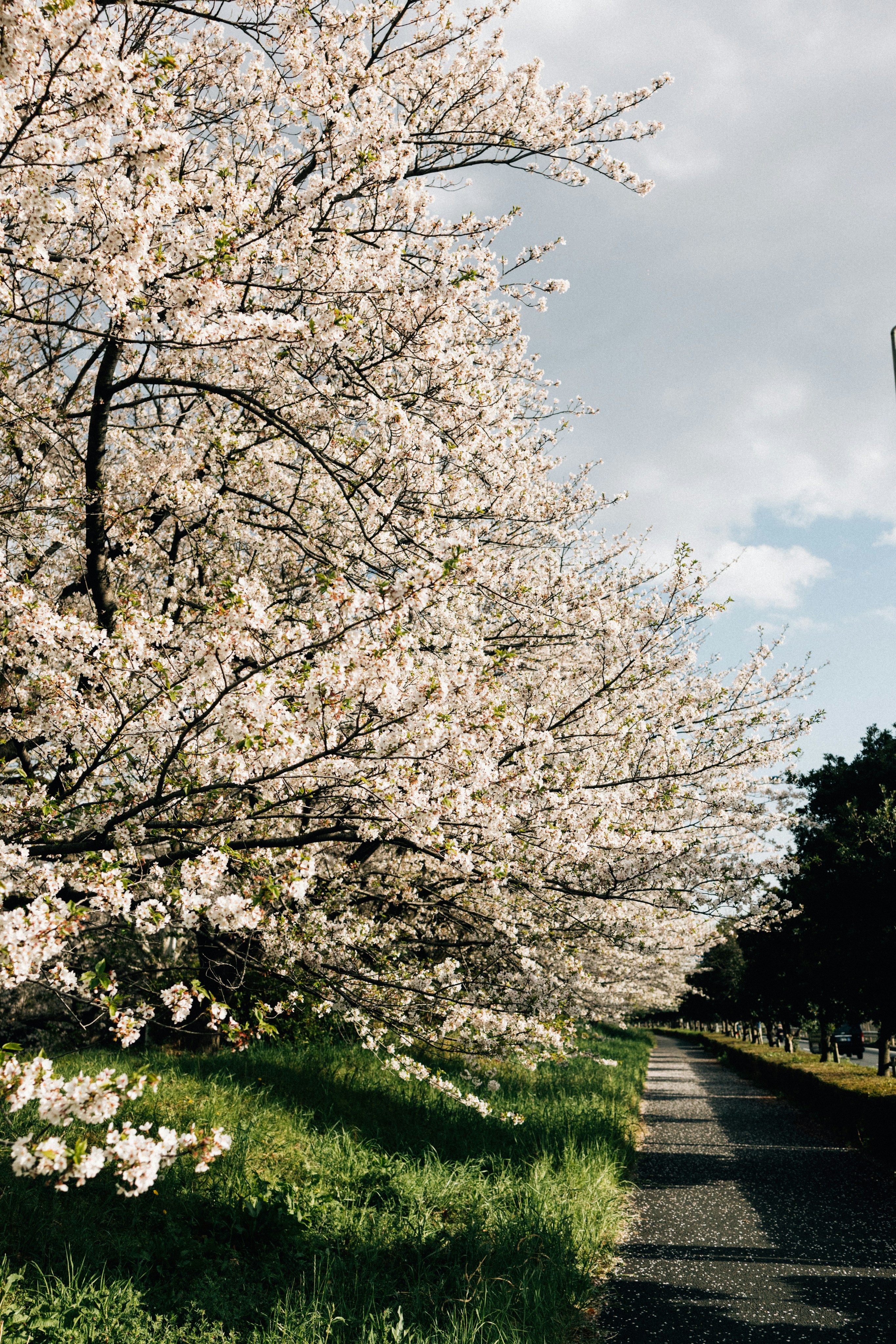 Photo by tsuyoshikozu