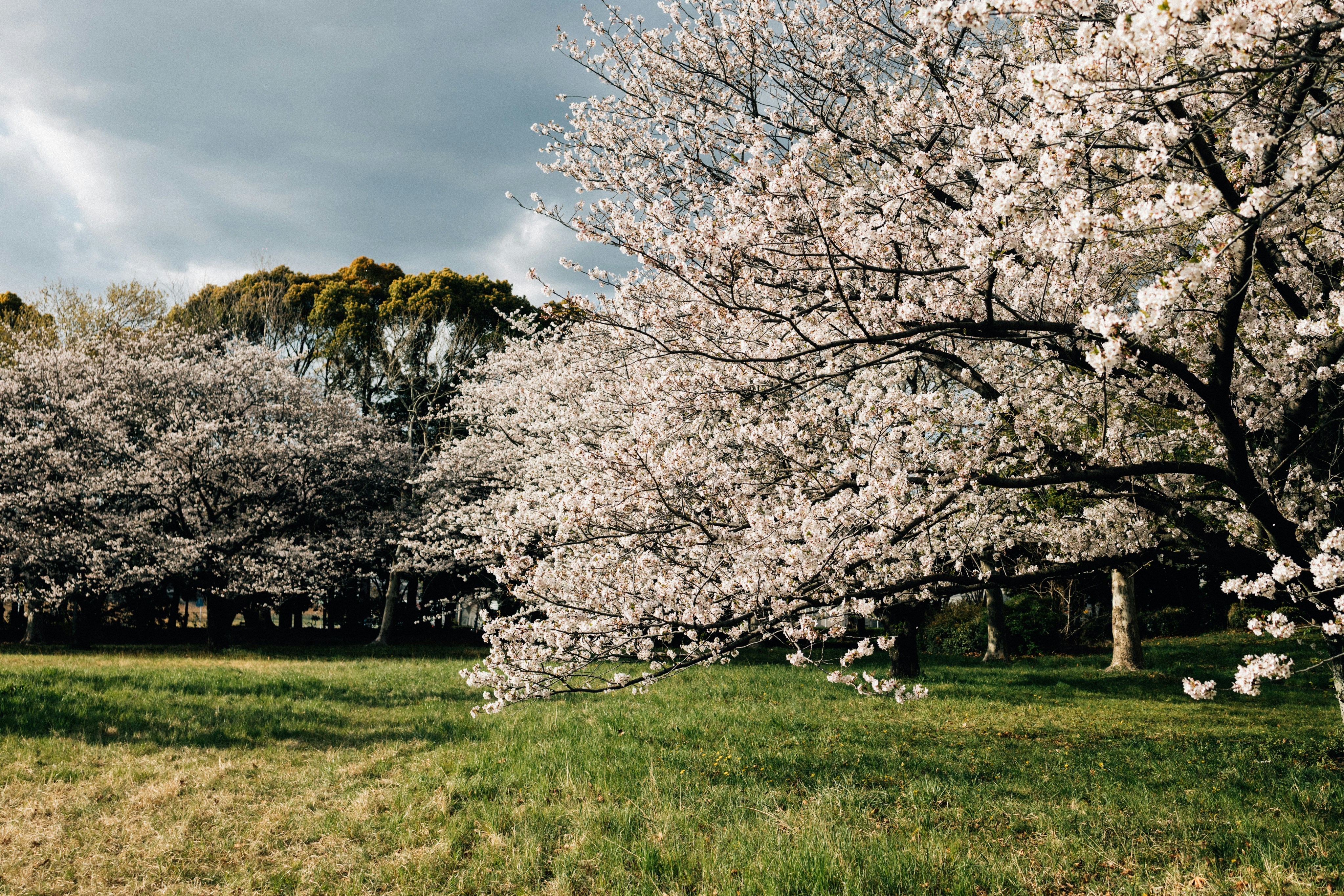 Photo by tsuyoshikozu
