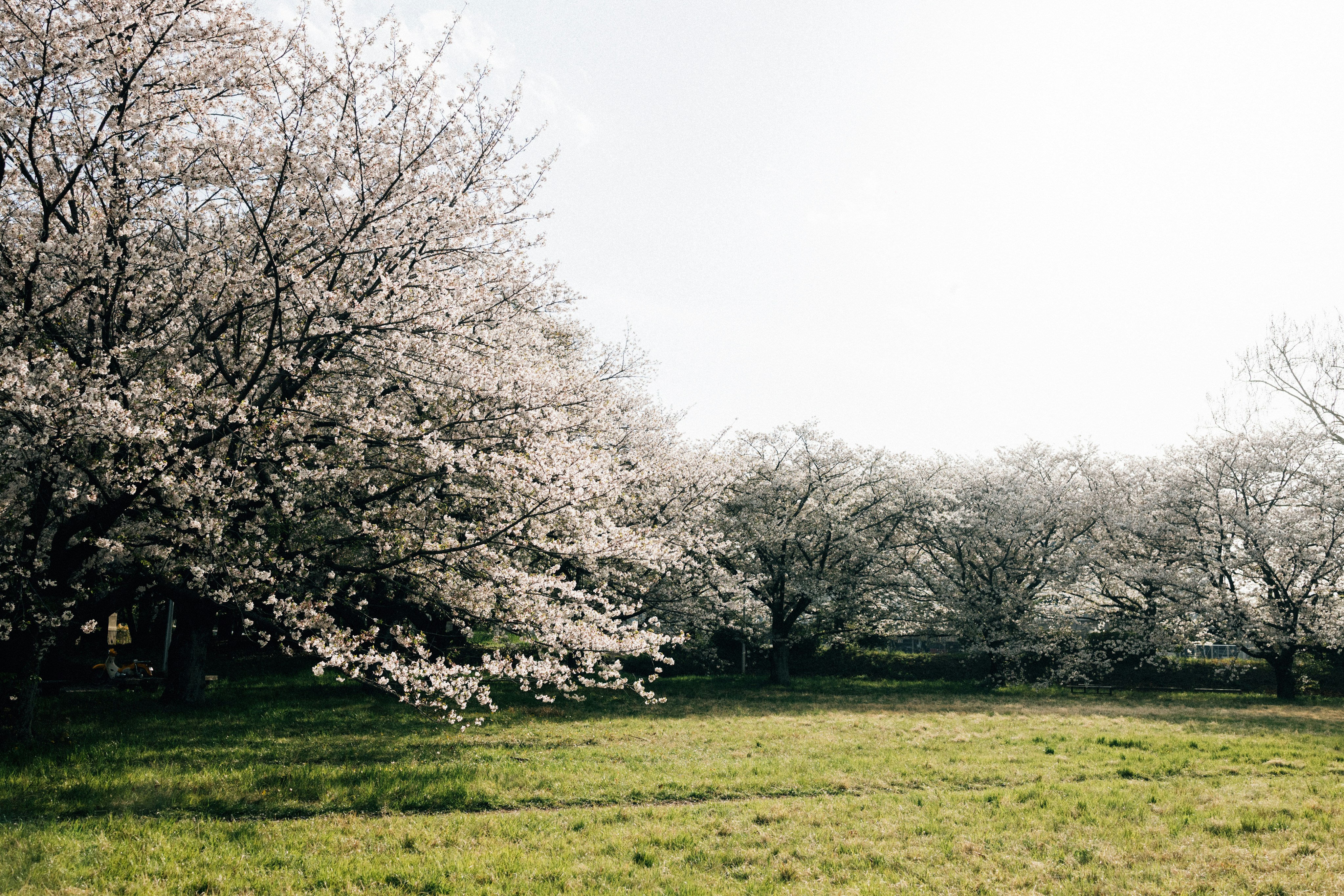 Photo by tsuyoshikozu