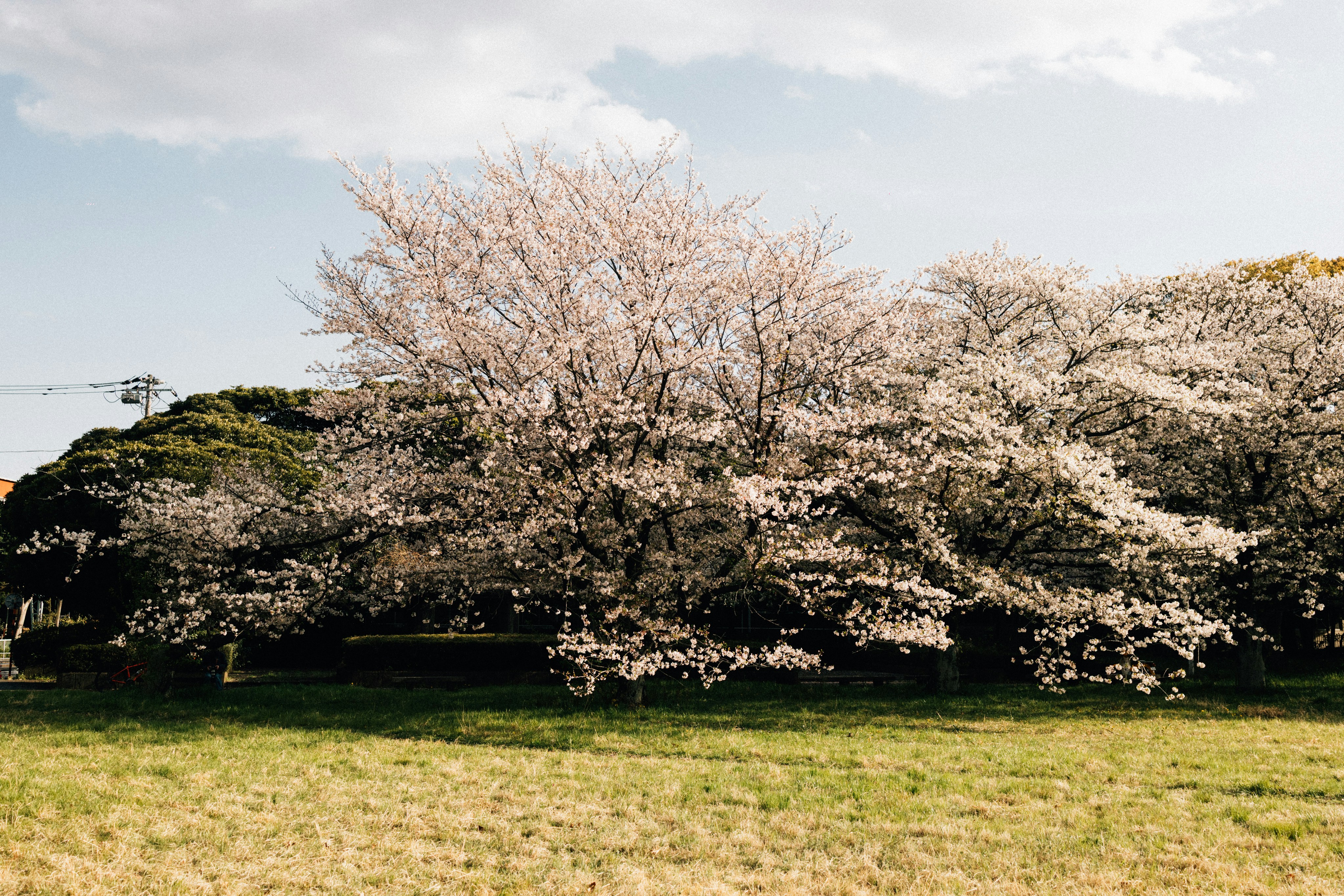Photo by tsuyoshikozu