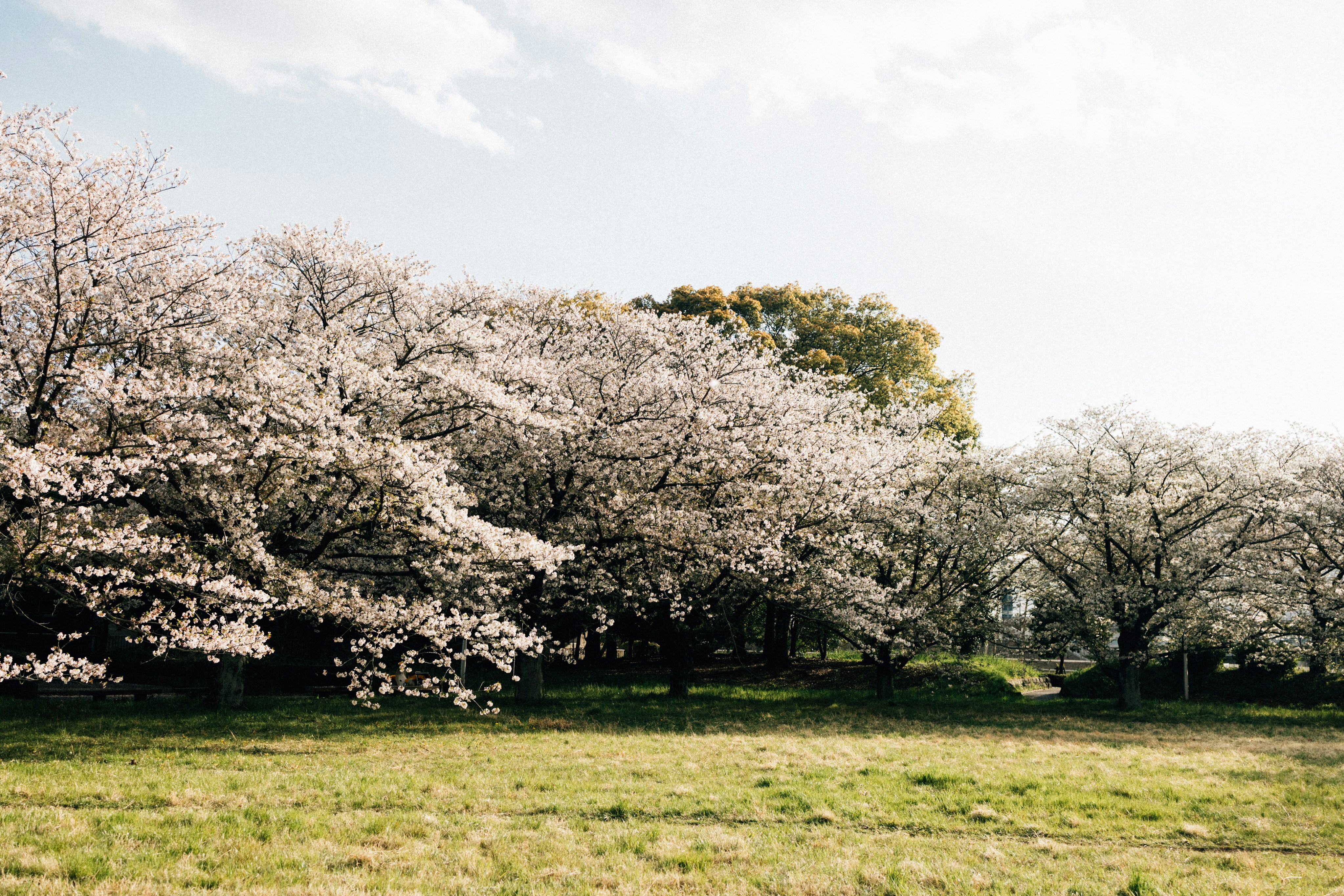 Photo by tsuyoshikozu