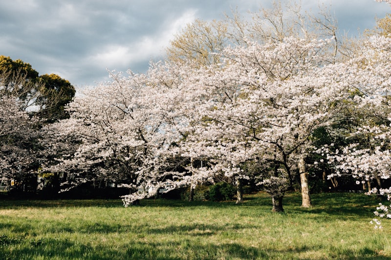 Tokyo cherry blossoms, Somei Yoshino blossoms, full bloom cherry trees, spring flowers
