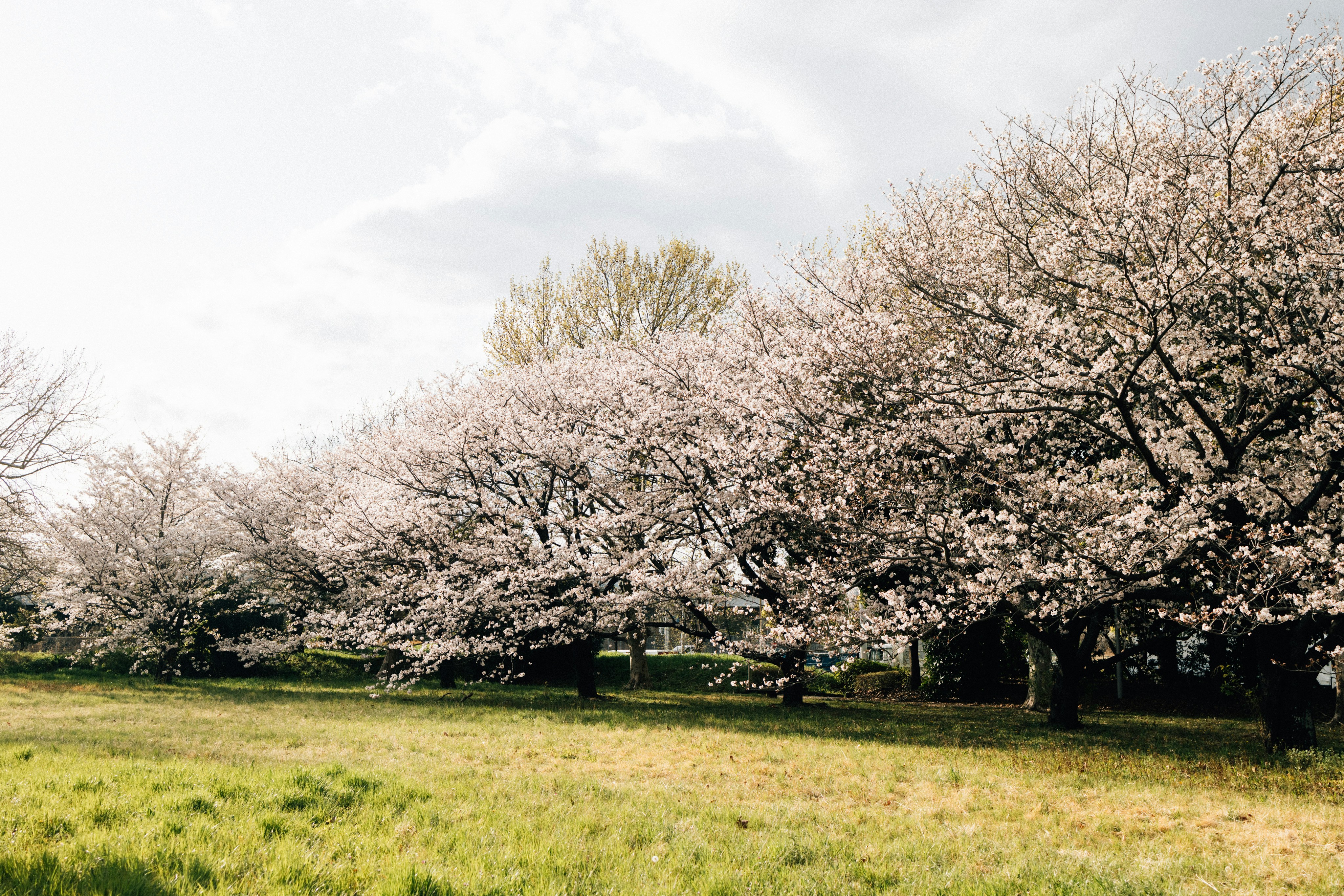 Photo by tsuyoshikozu