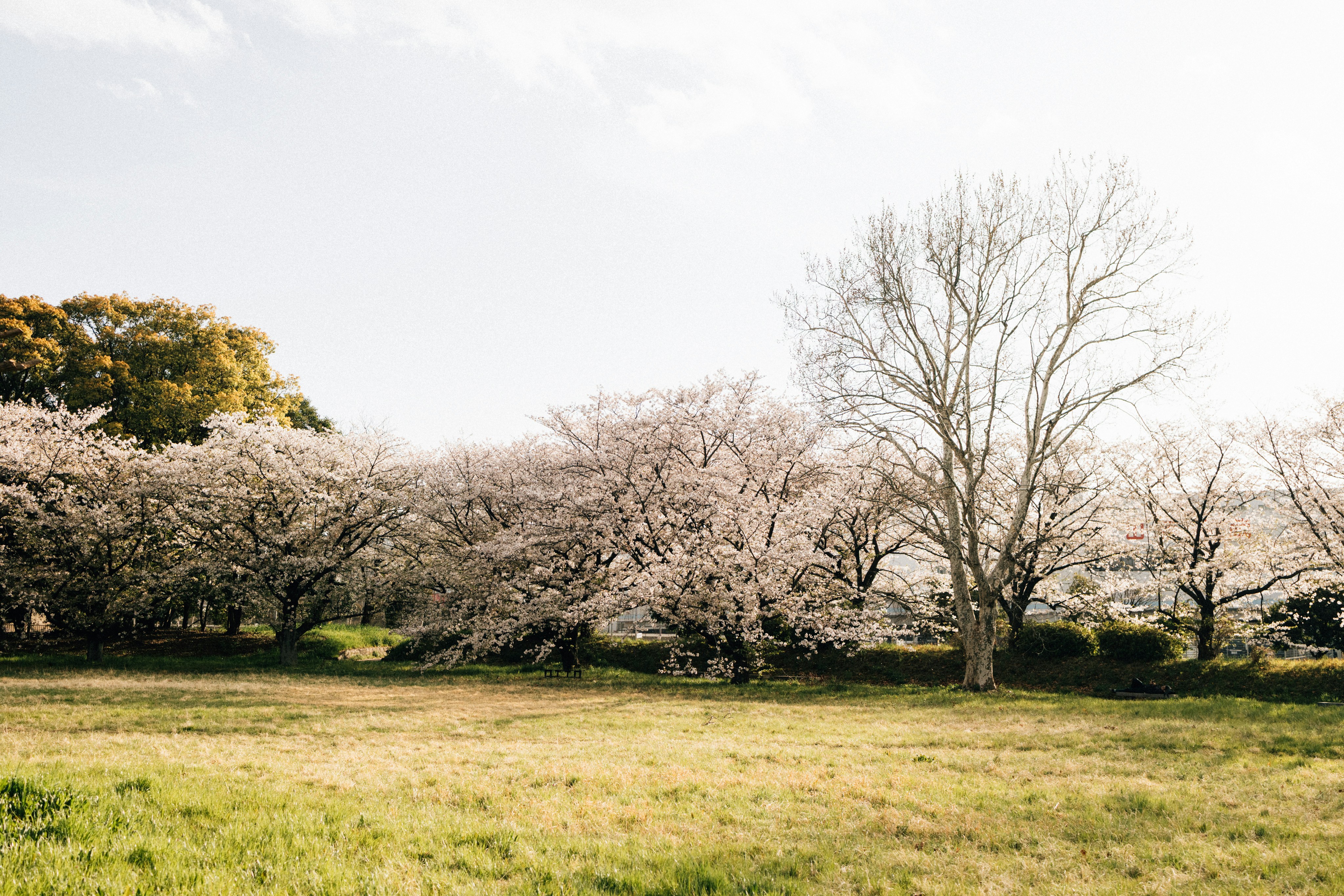 Photo by tsuyoshikozu