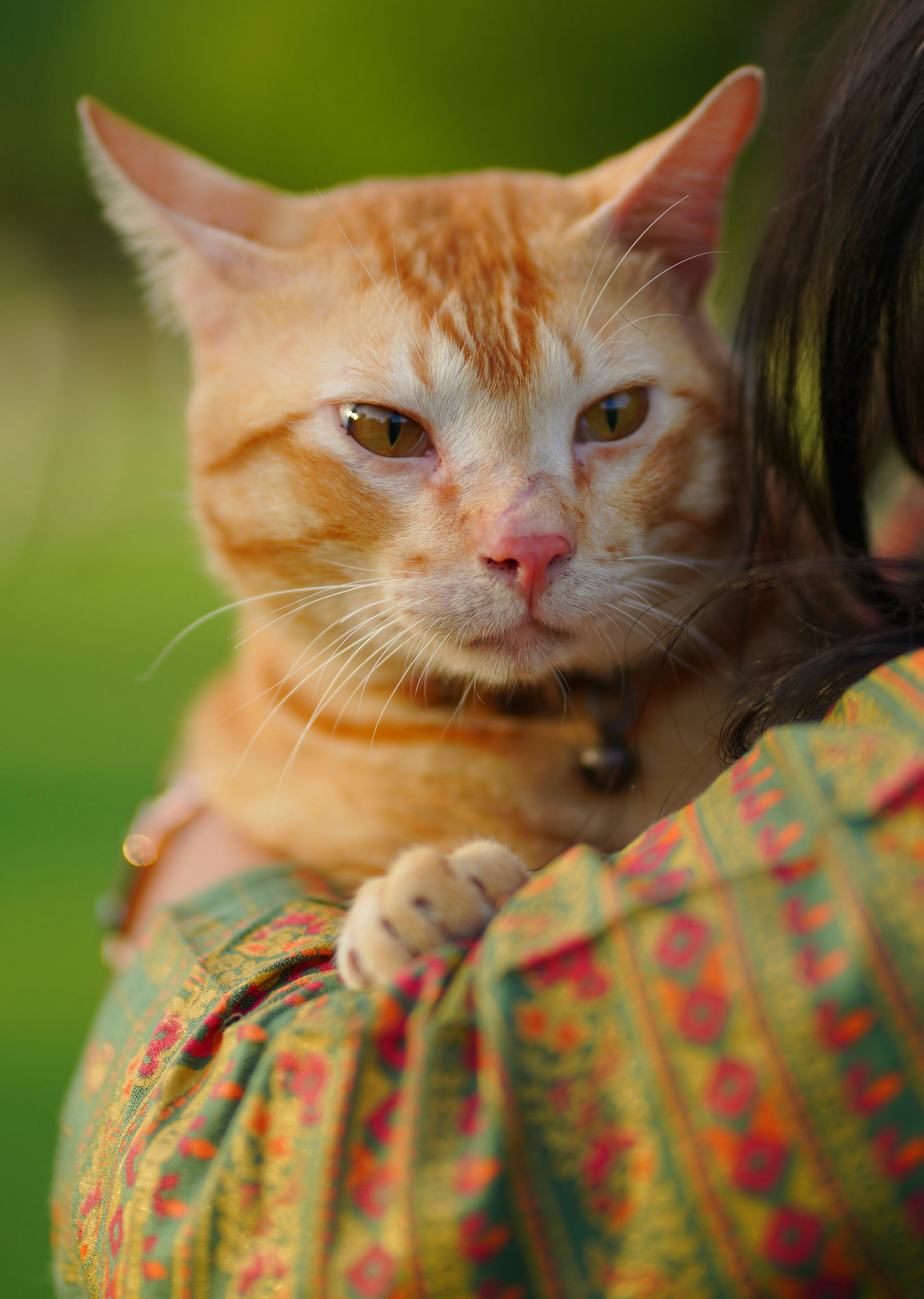 Un chat tigré orange est réconforté dans ses bras.