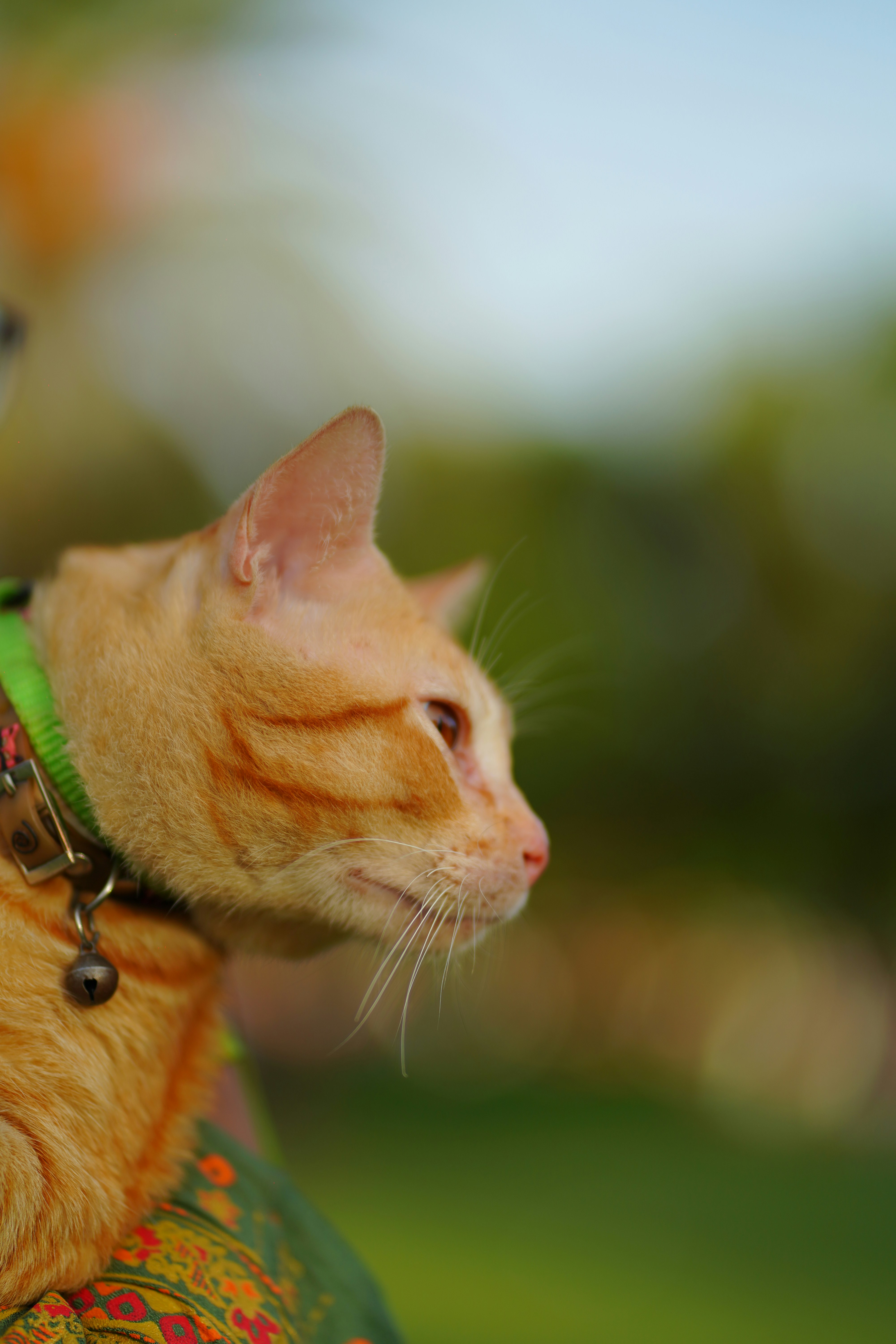 Un chat orange regarde au loin.