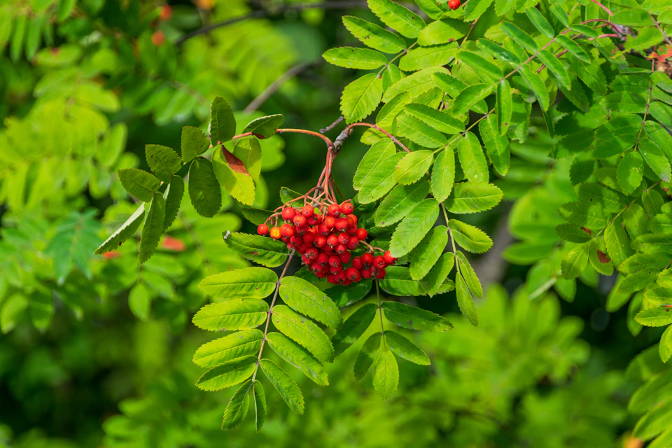 The image shows a close-up view of a branch with red berries on it, surrounded by green leaves and branches. The vibrant red color of the berries contrasts beautifully against the lush greenery of the tree. The perspective is from below, looking up at the branch, which enhances the sense of height and grandeur in the scene.