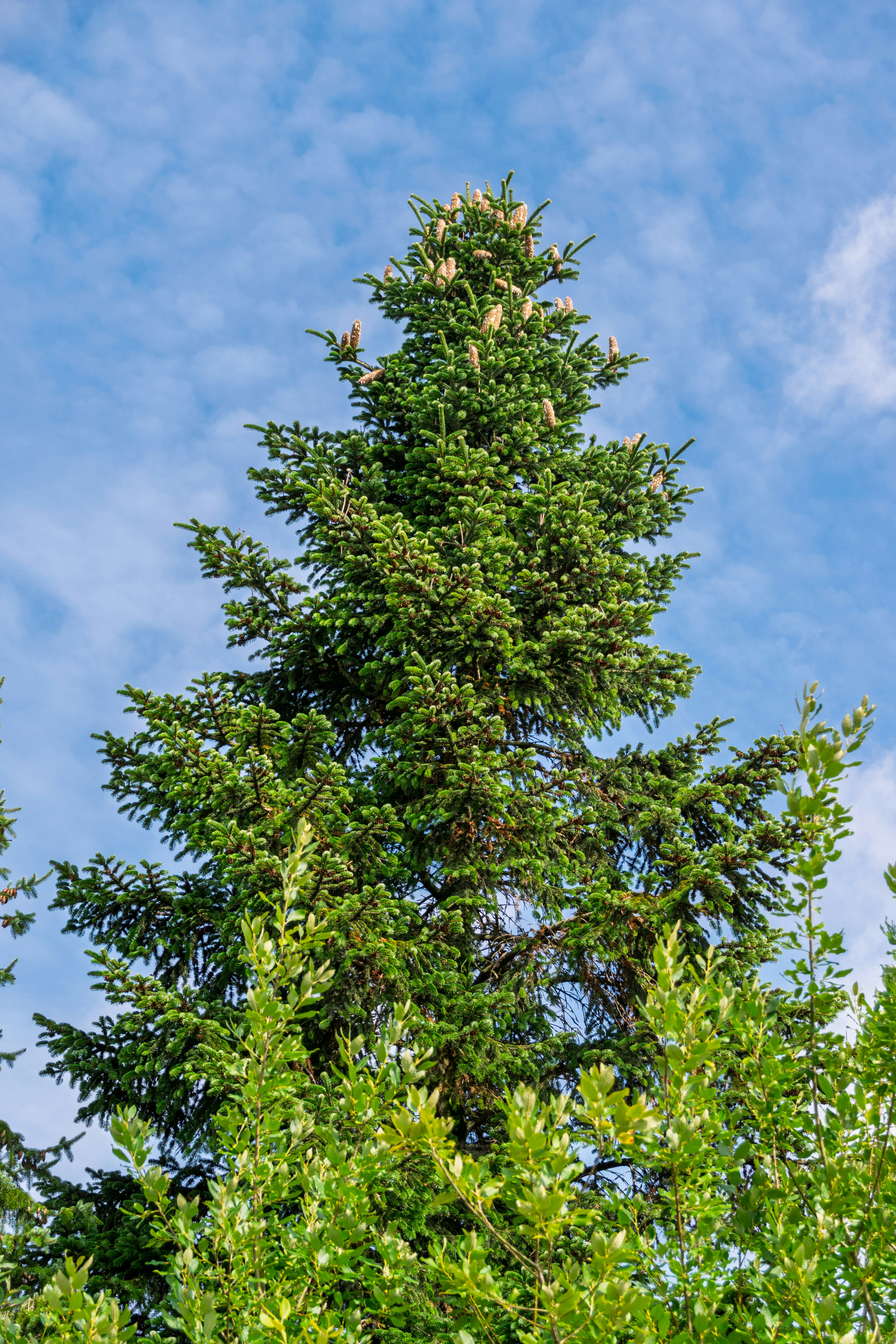 Tall evergreen tree against a cloudy blue sky. photo – Free Vegetation  Image on Unsplash, image size:3000x4500