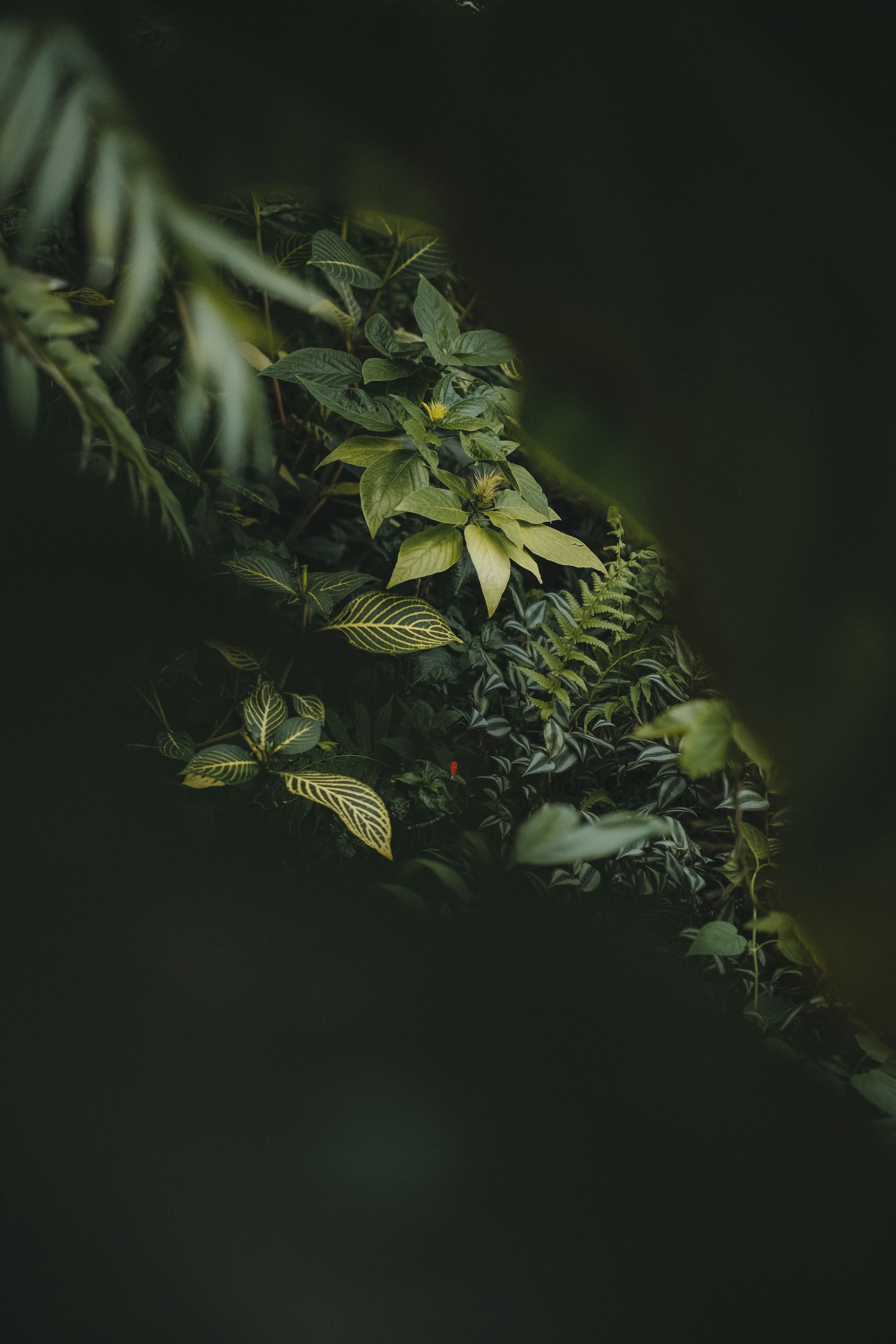 Lush greenery thrives in a dark, shaded space.