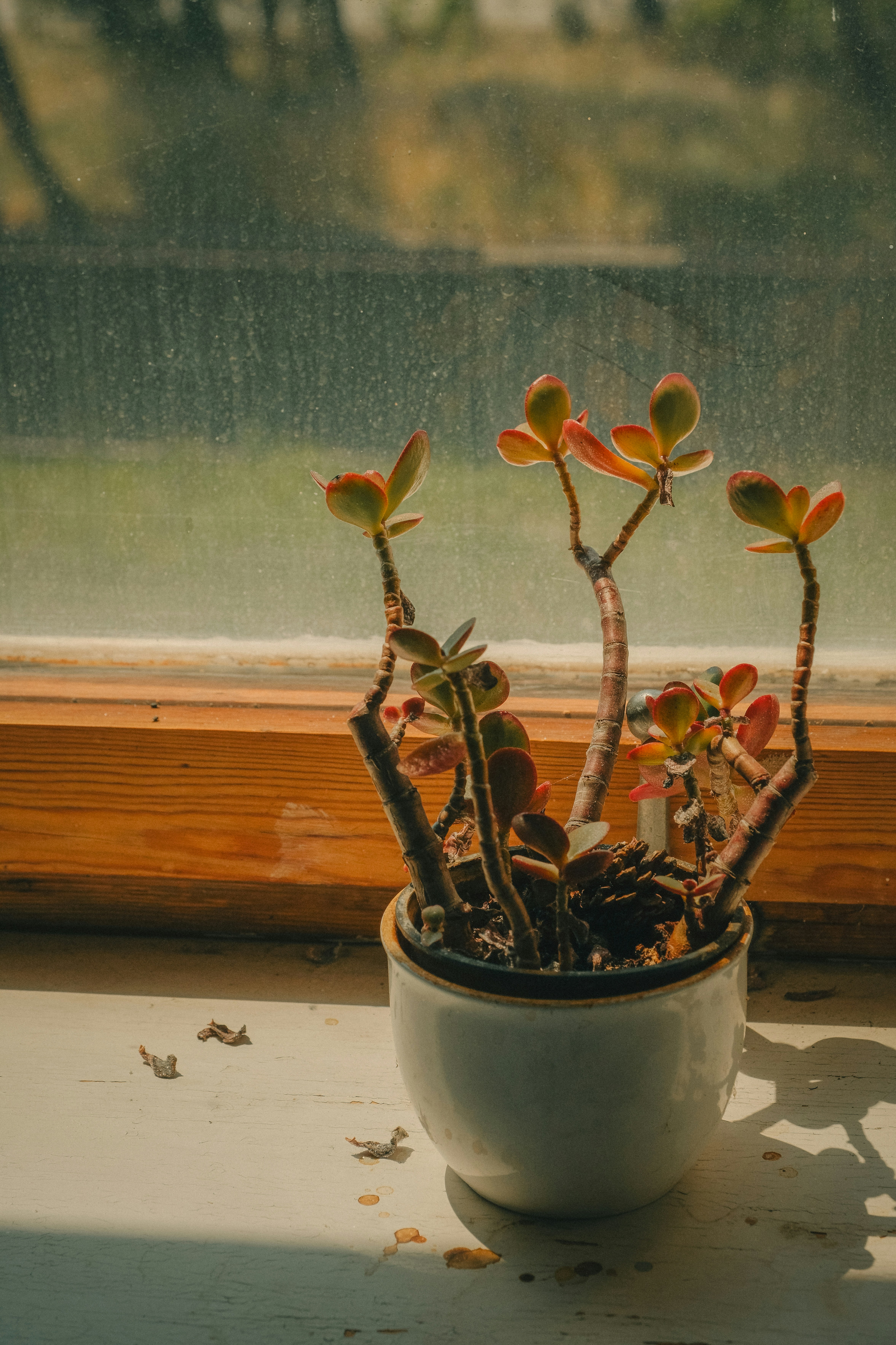 A succulent plant sits on a sunny windowsill.