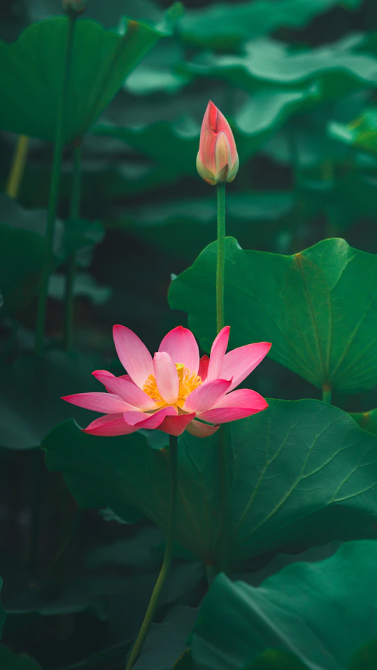 Pink lotus flower blooming in a pond.