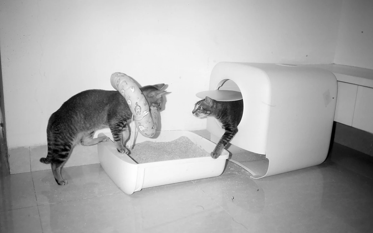 Gatos atigrados junto a una bandeja sanitaria abierta con arenilla, sobre piso de baldosas