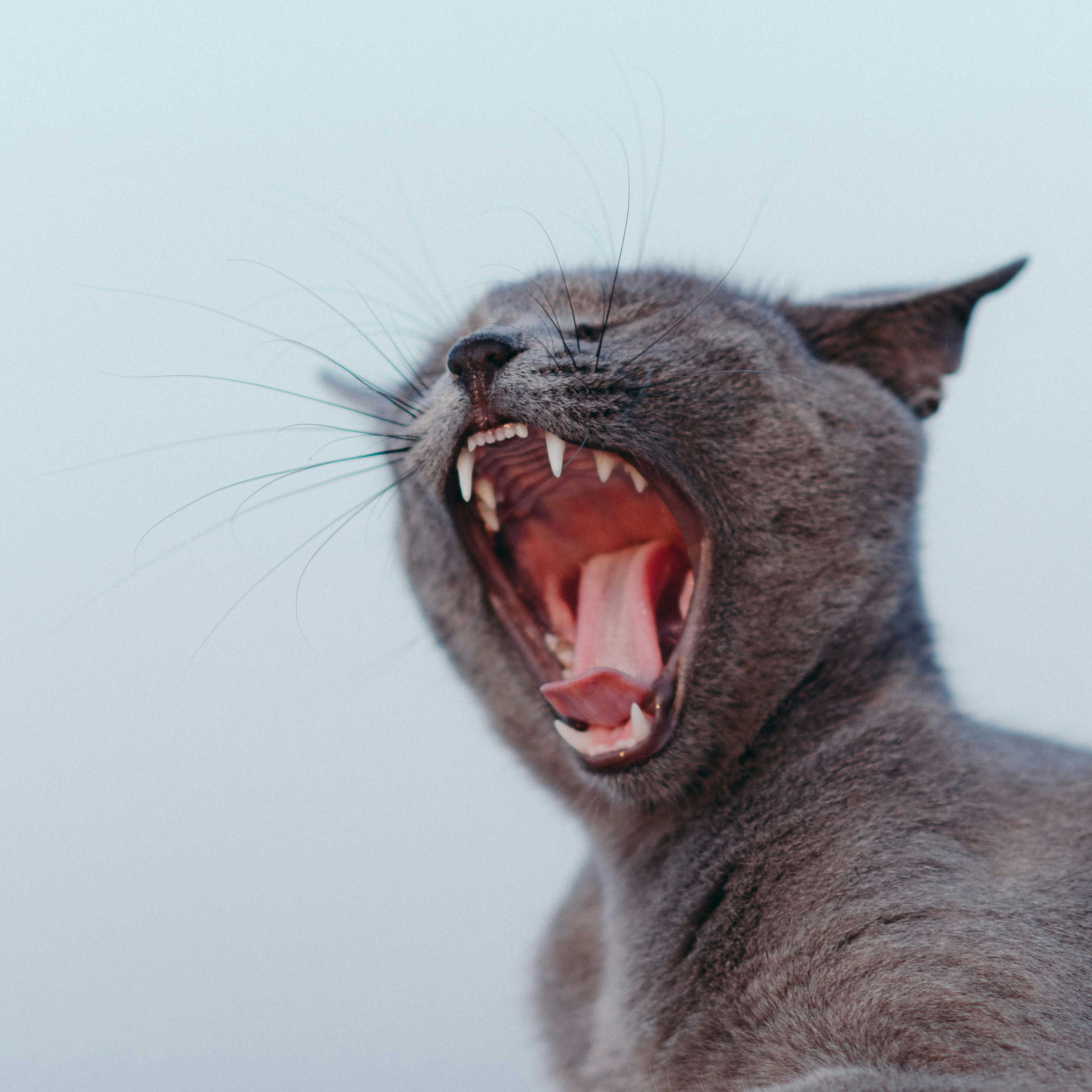 A cat yawning with its mouth wide open.