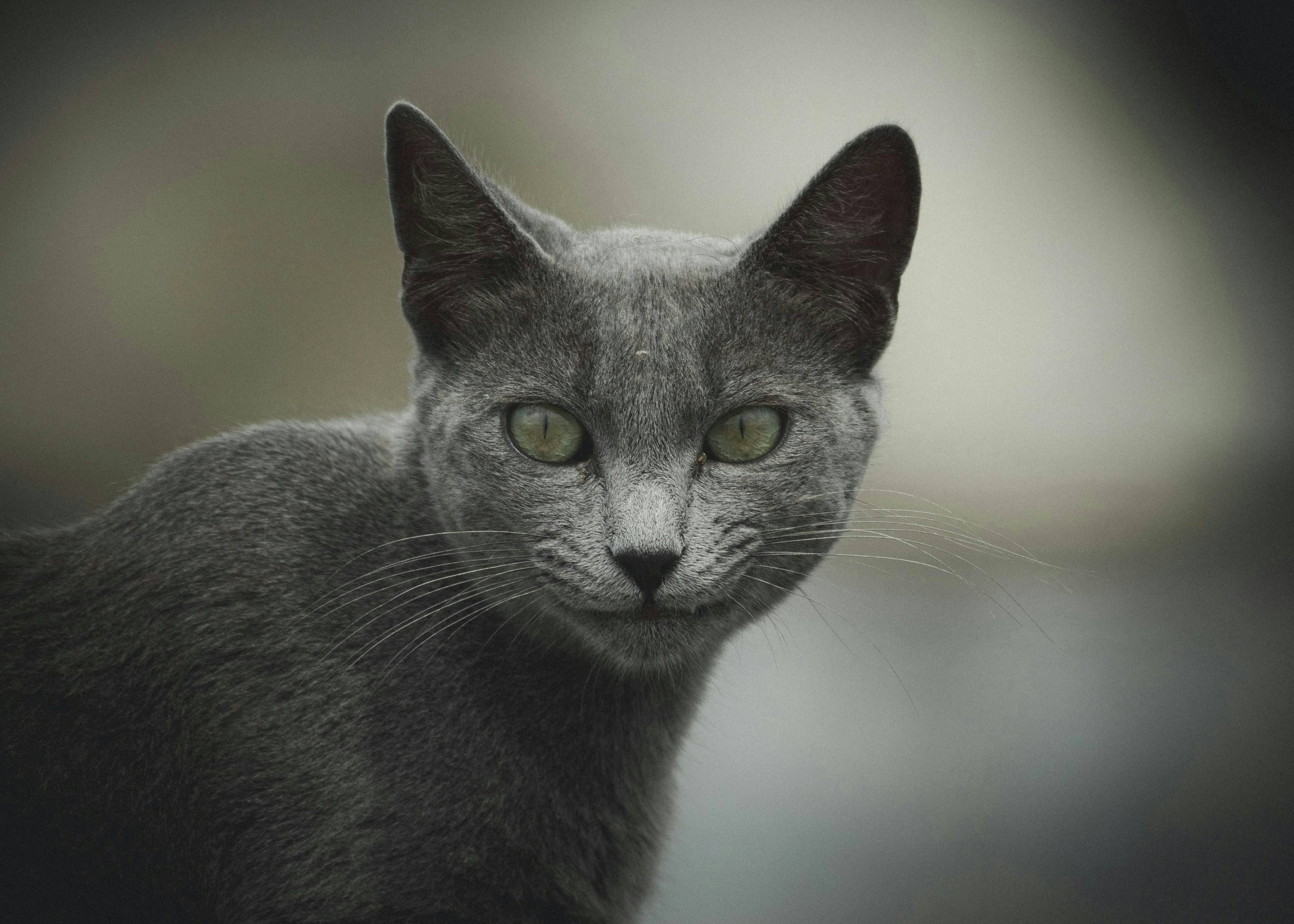 A gray cat gazes intently at the camera.