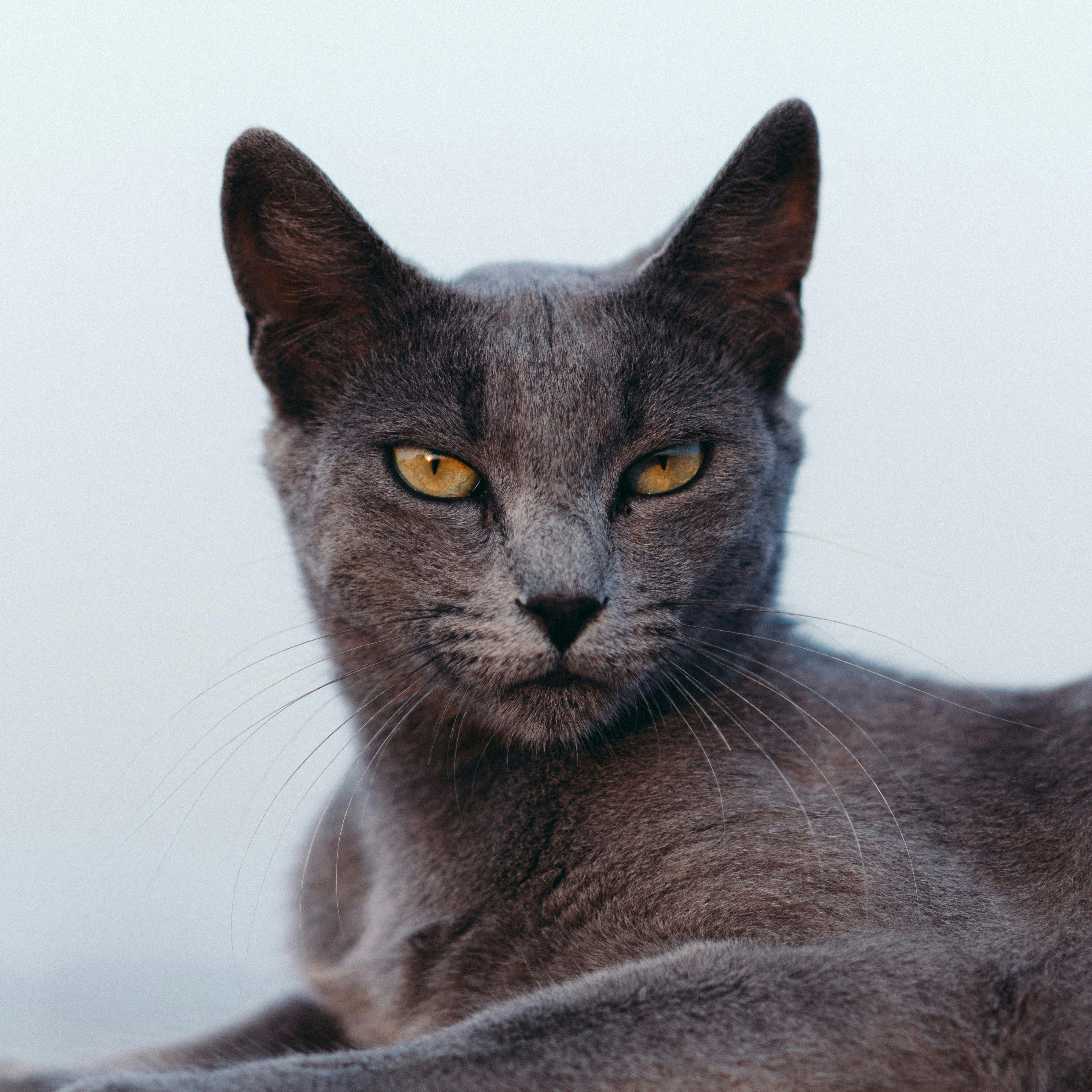 A gray cat stares intently at the viewer.