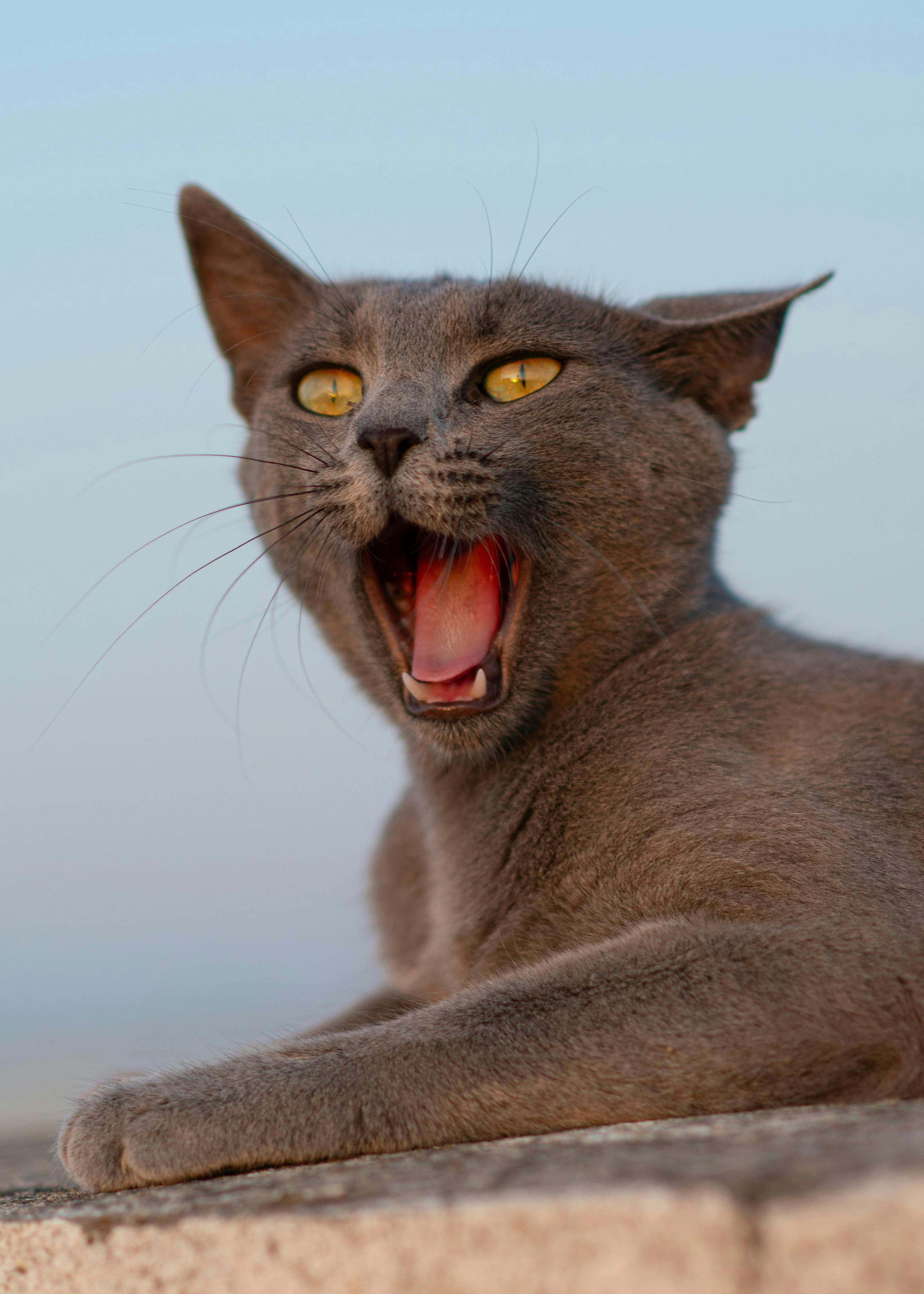 The grey cat is yawning widely.