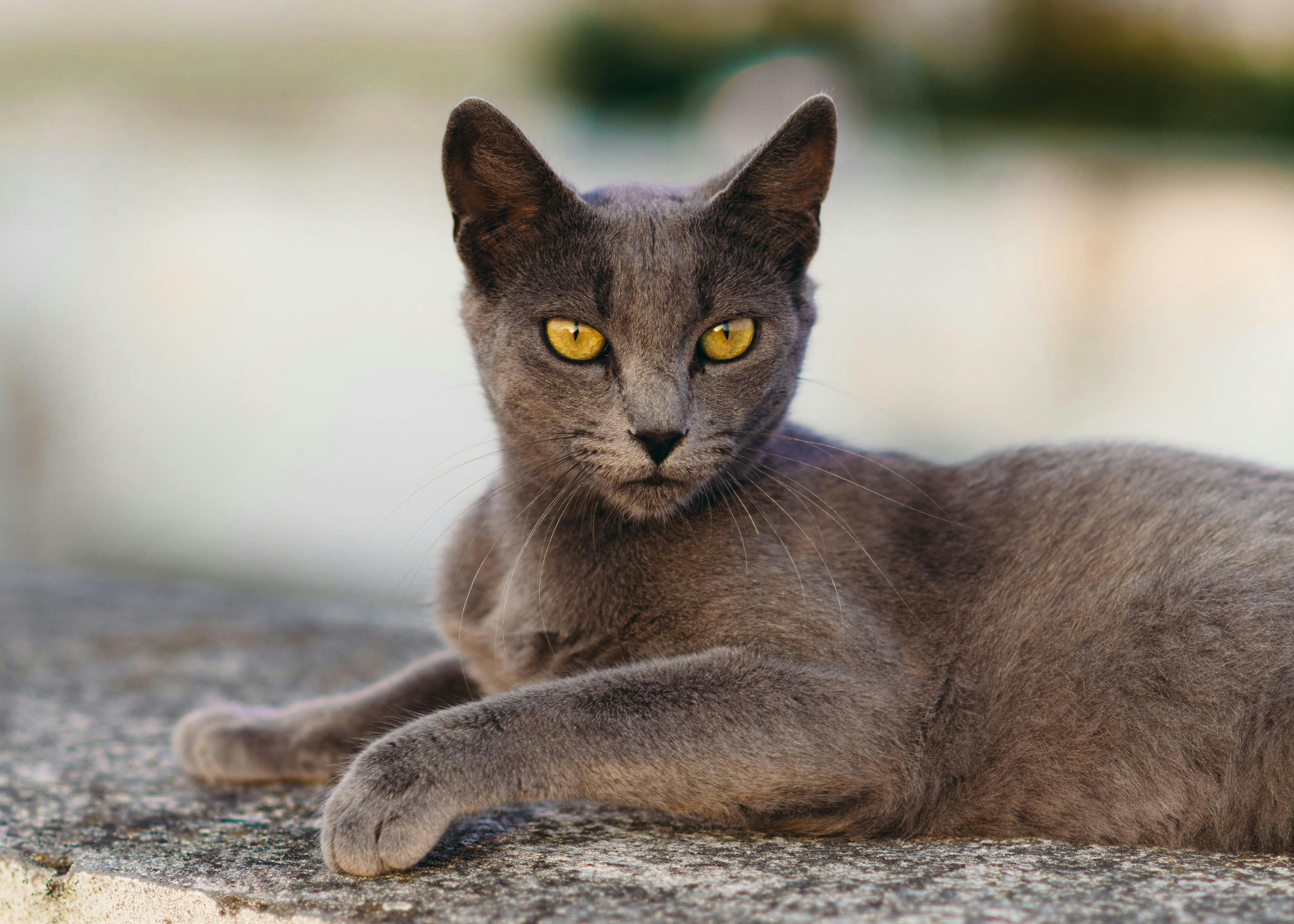 A gray cat with yellow eyes is relaxing.