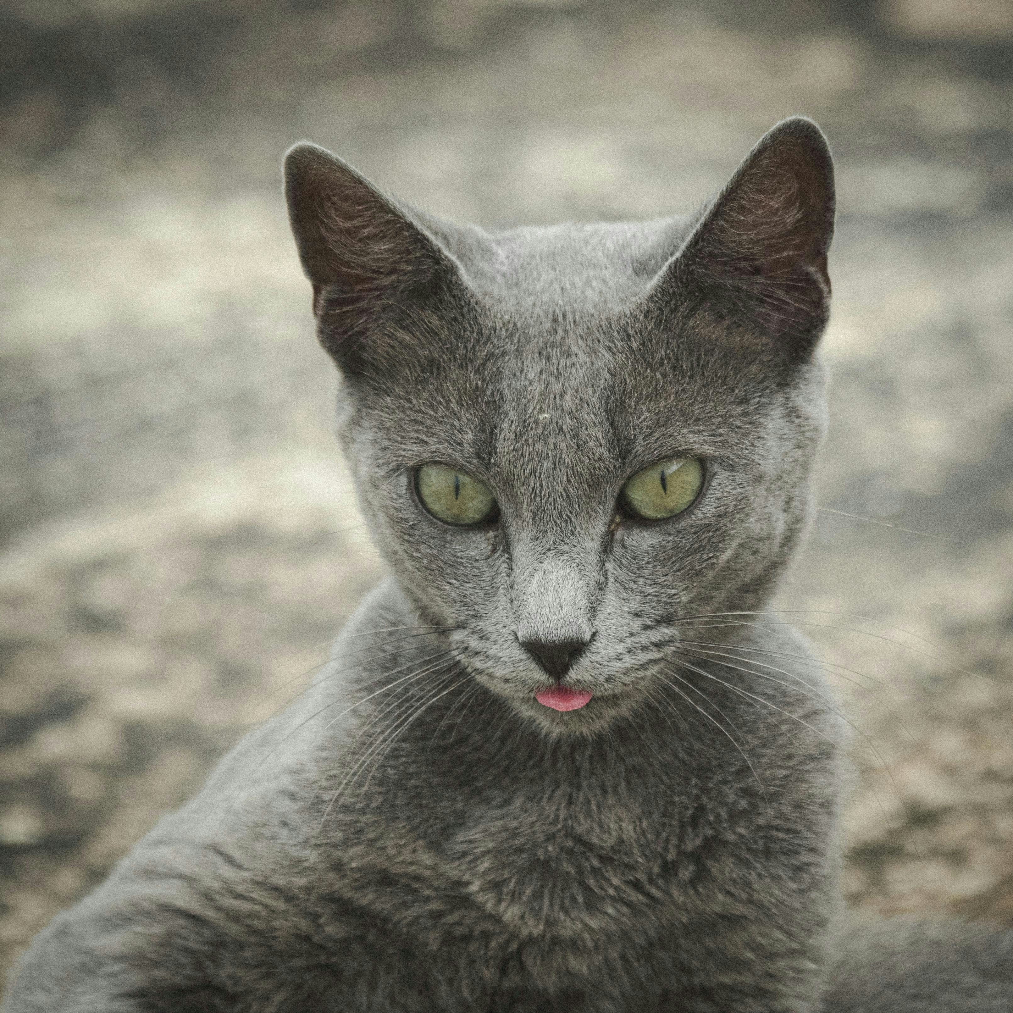 A gray cat is sticking out its tongue.