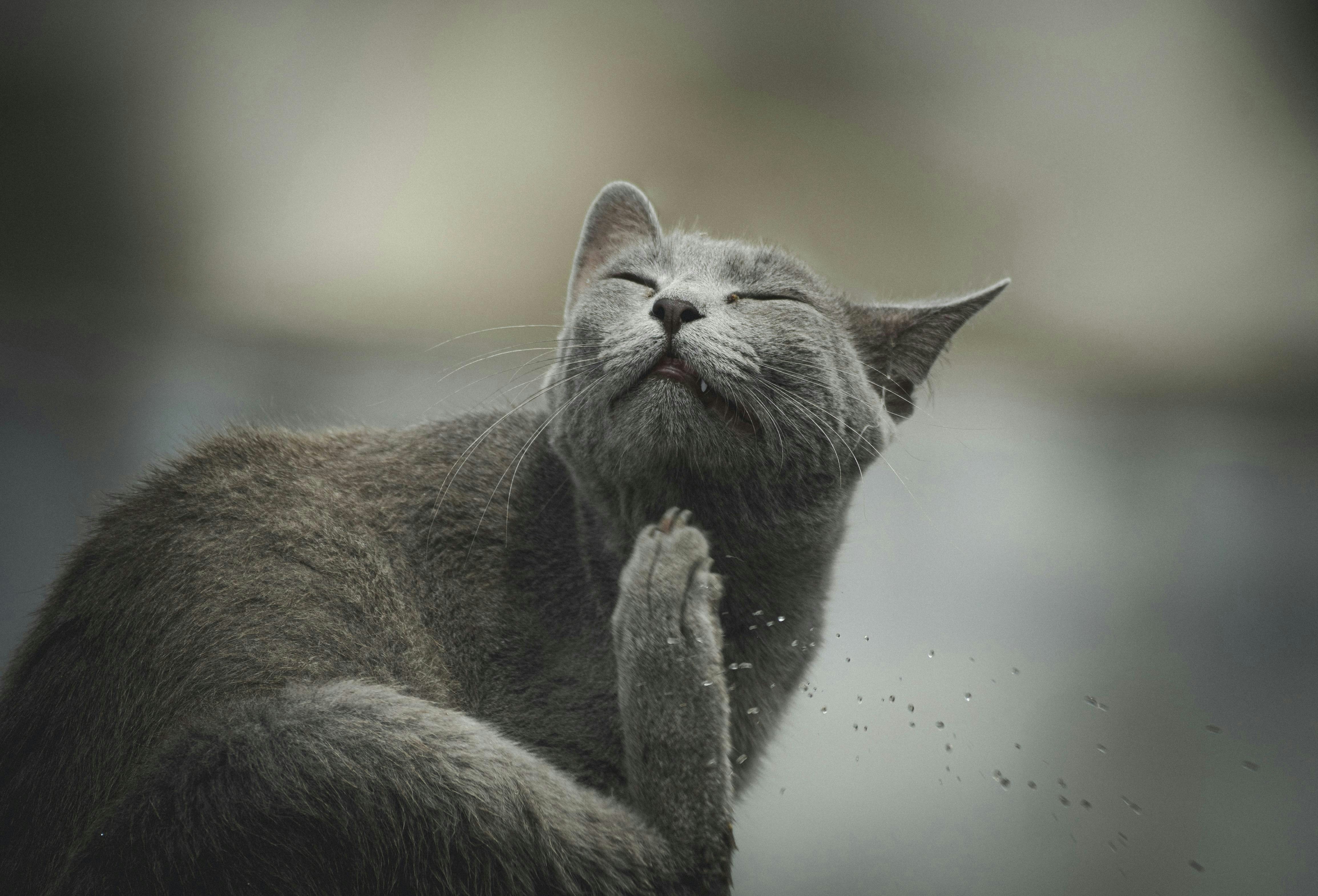 A gray cat scrathces its chin.