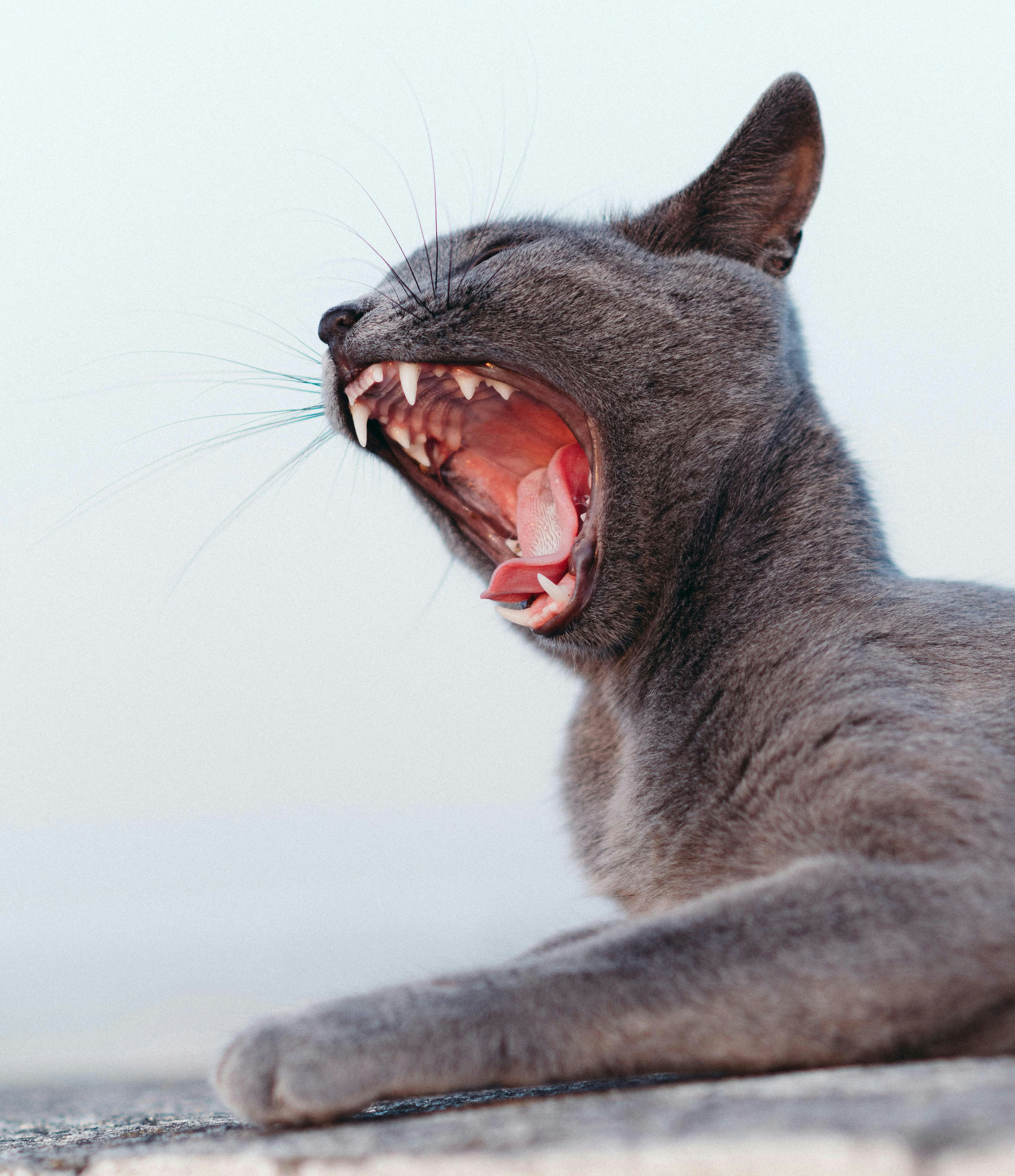 Cat yawning widely, revealing its teeth.