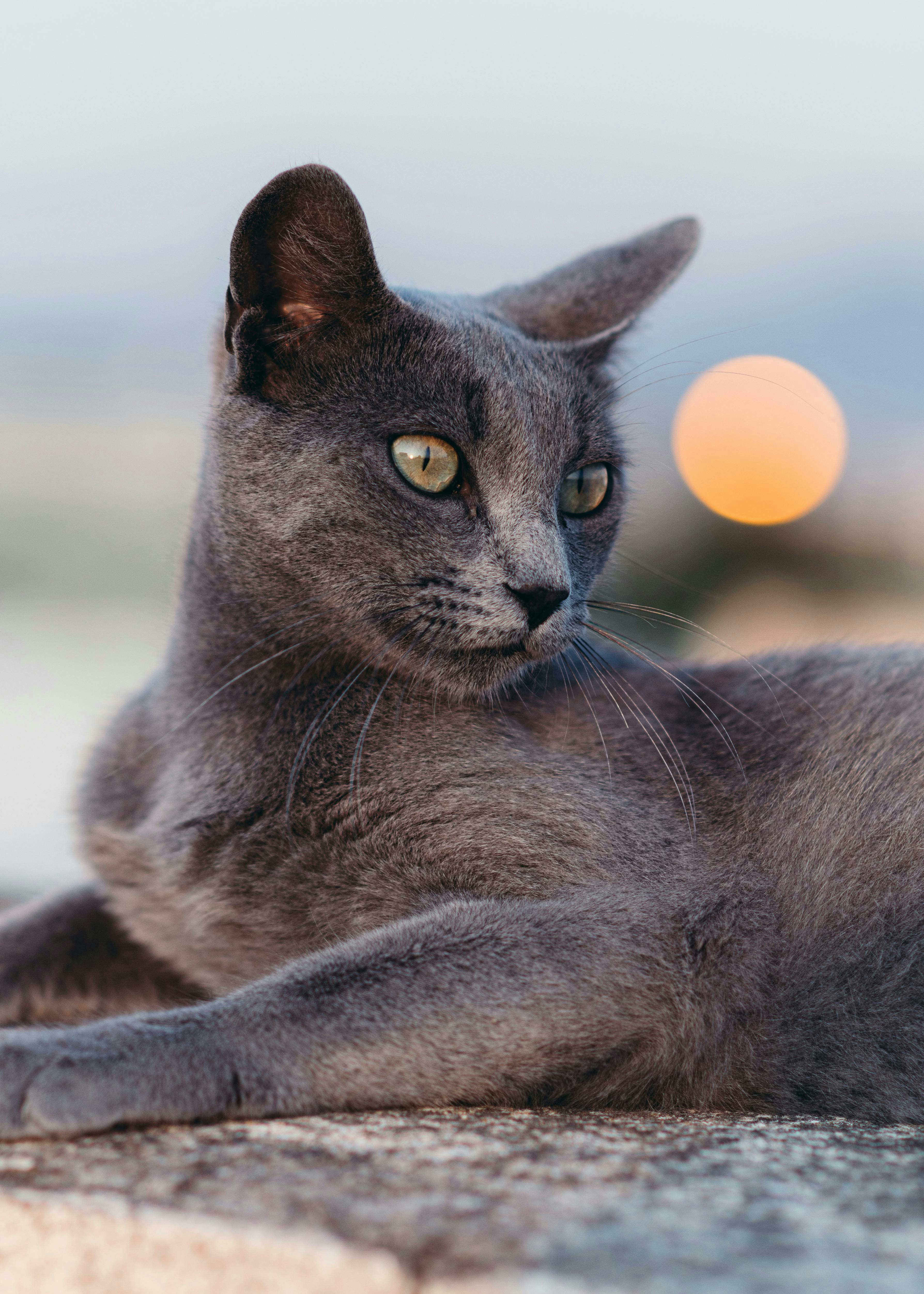 A gray cat gazes outward at evening.
