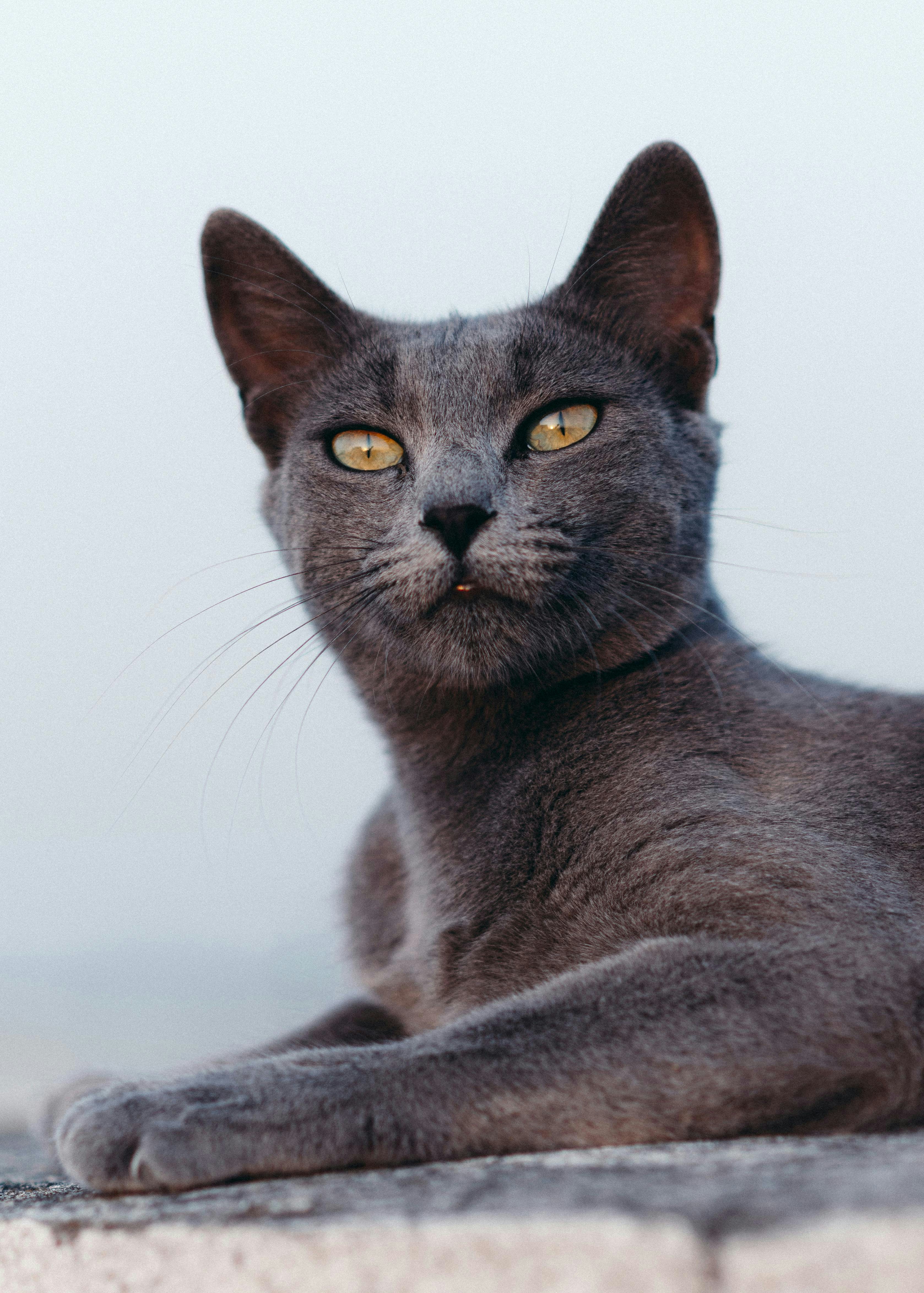 A gray cat stares intently at the camera.