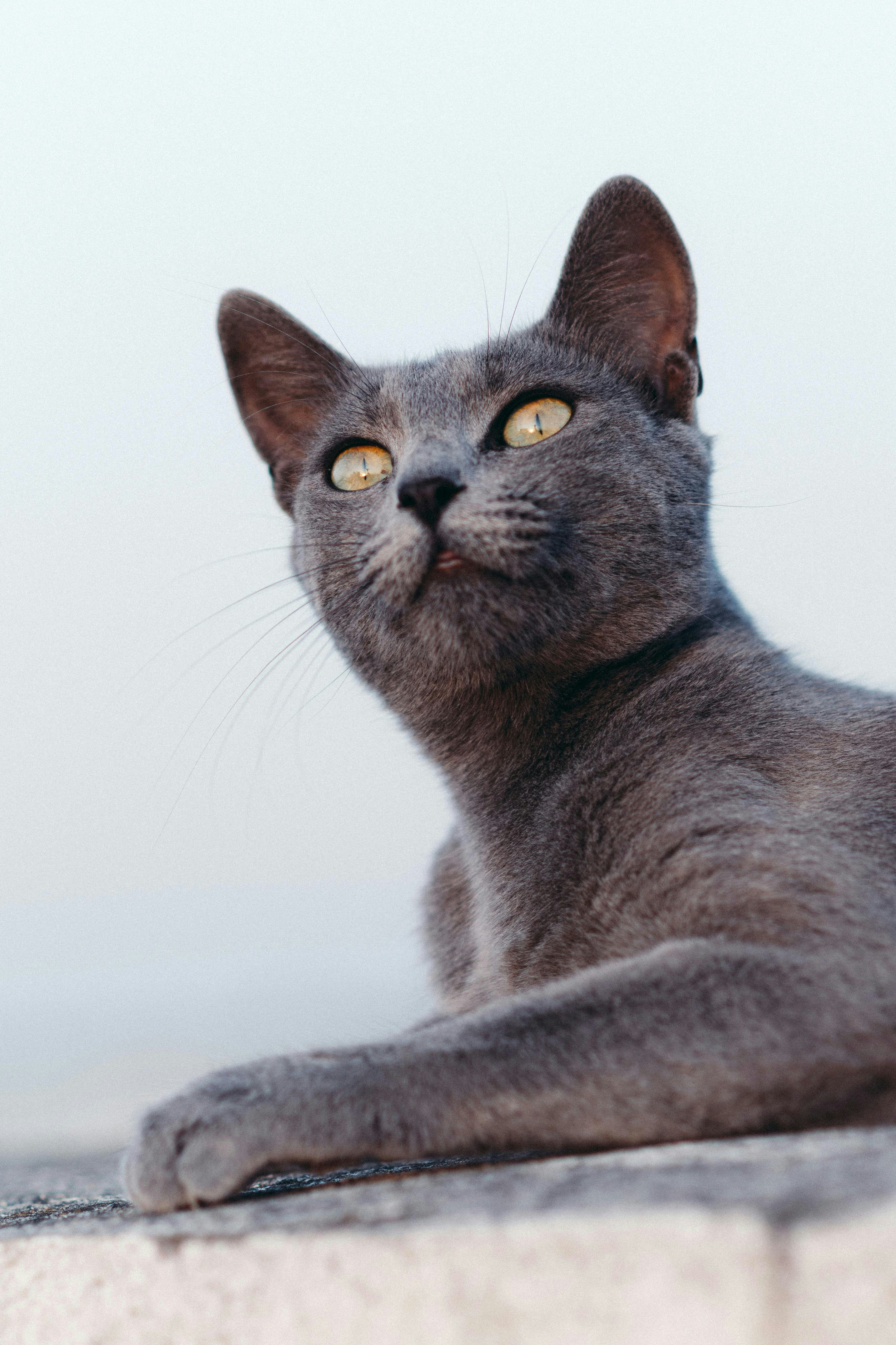 A gray cat looks upward.