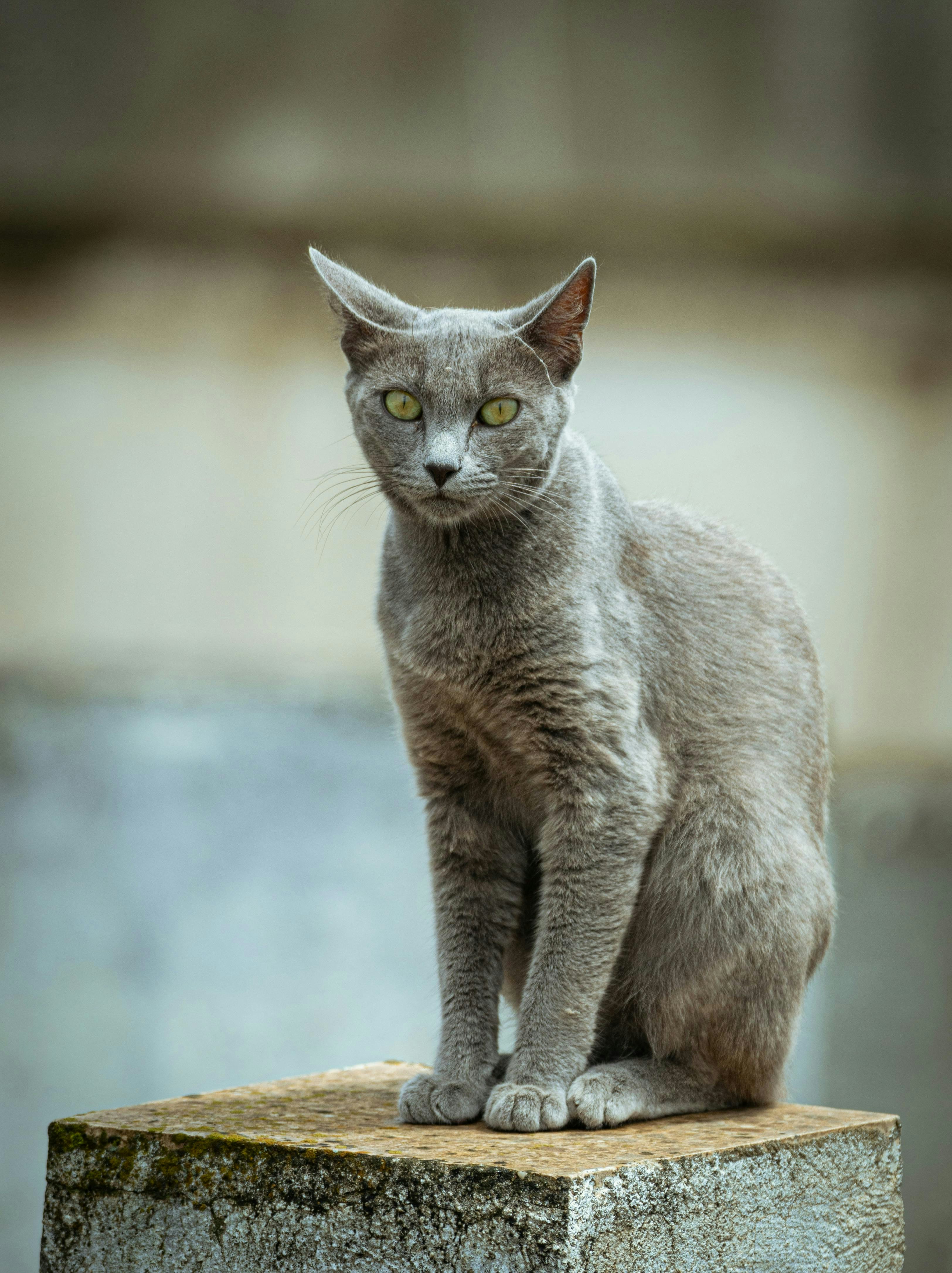 A gray cat perches, gazing intently.
