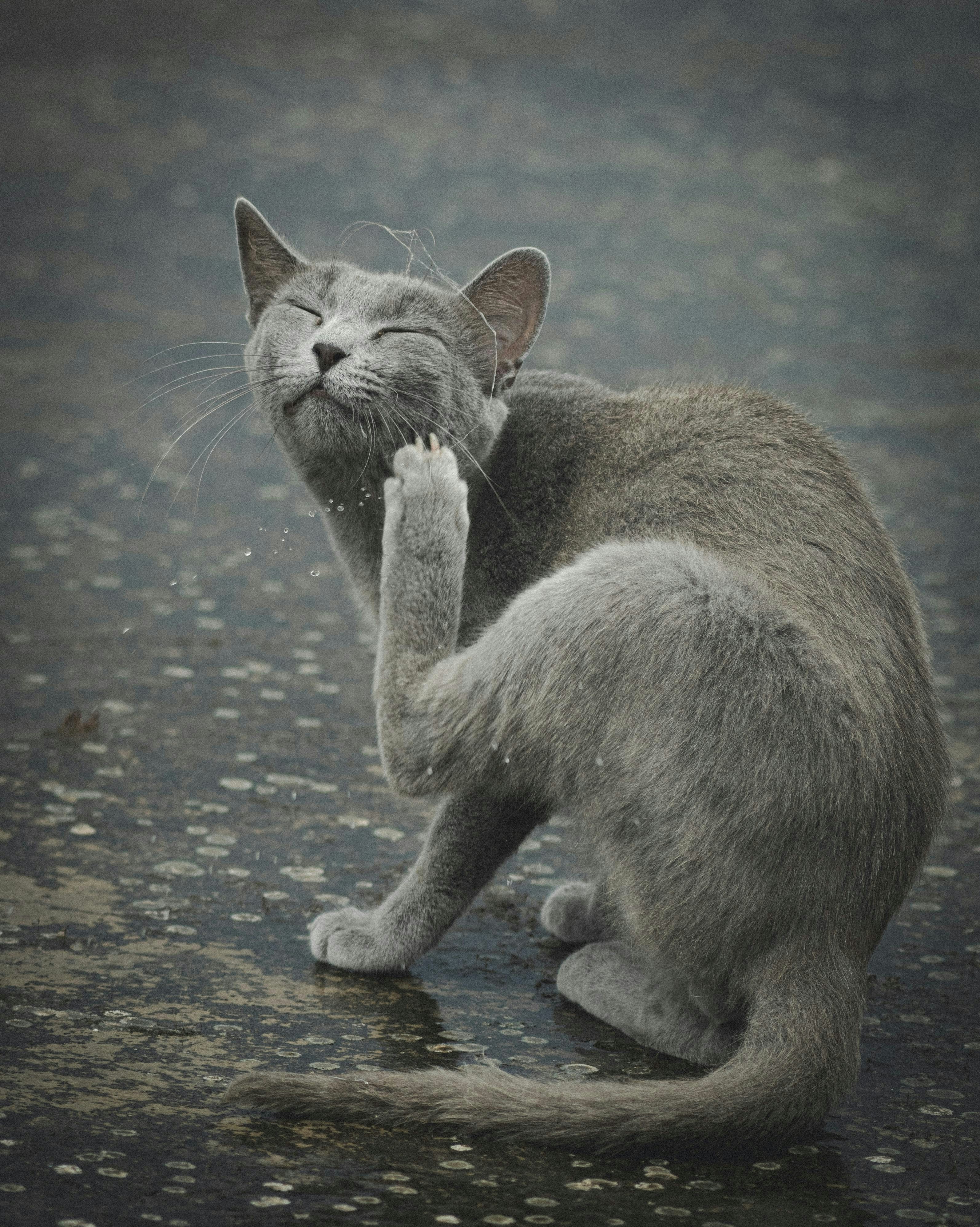 A grey cat is scratching its ear happily.