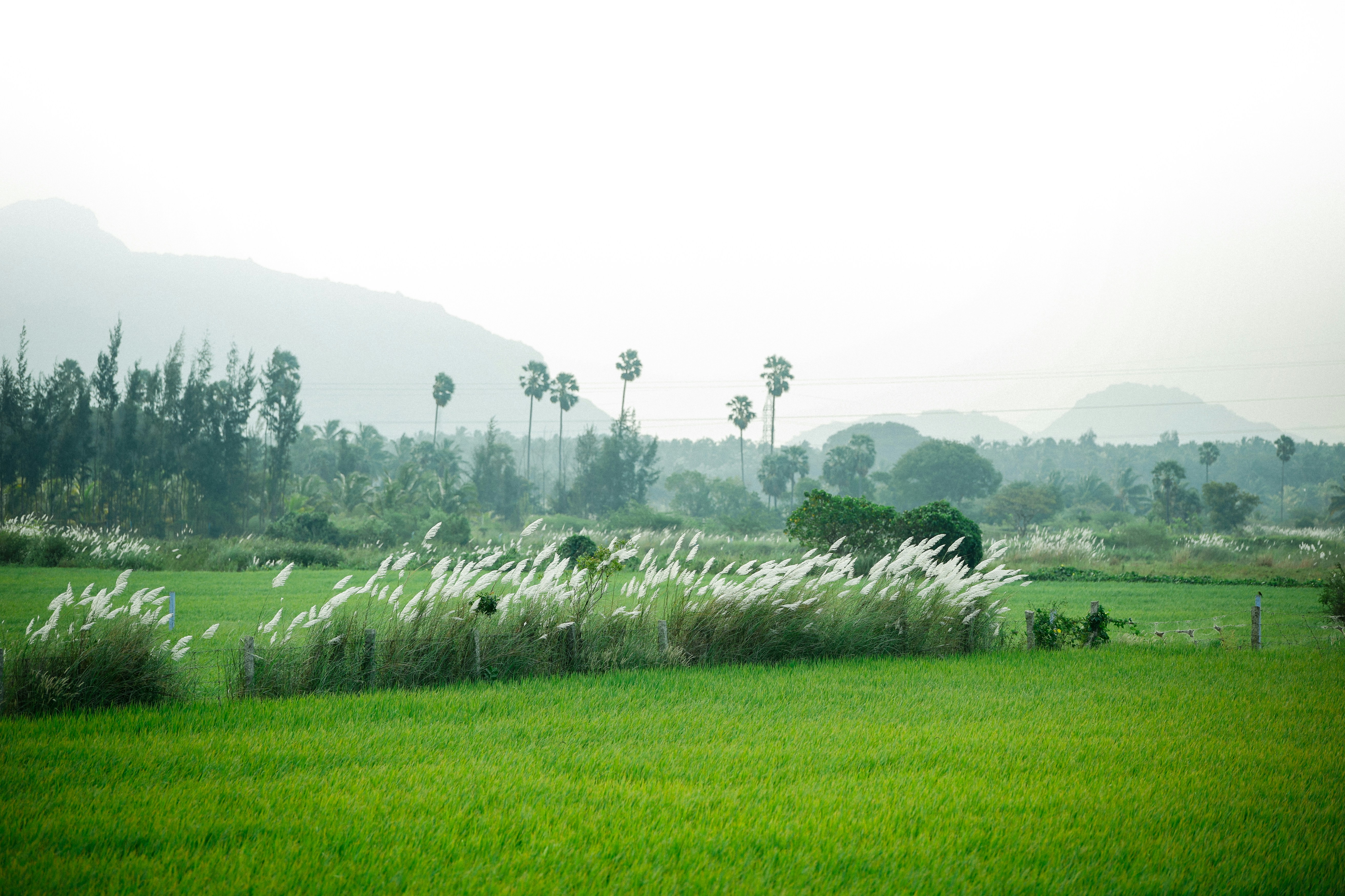 Green fields with mountains
