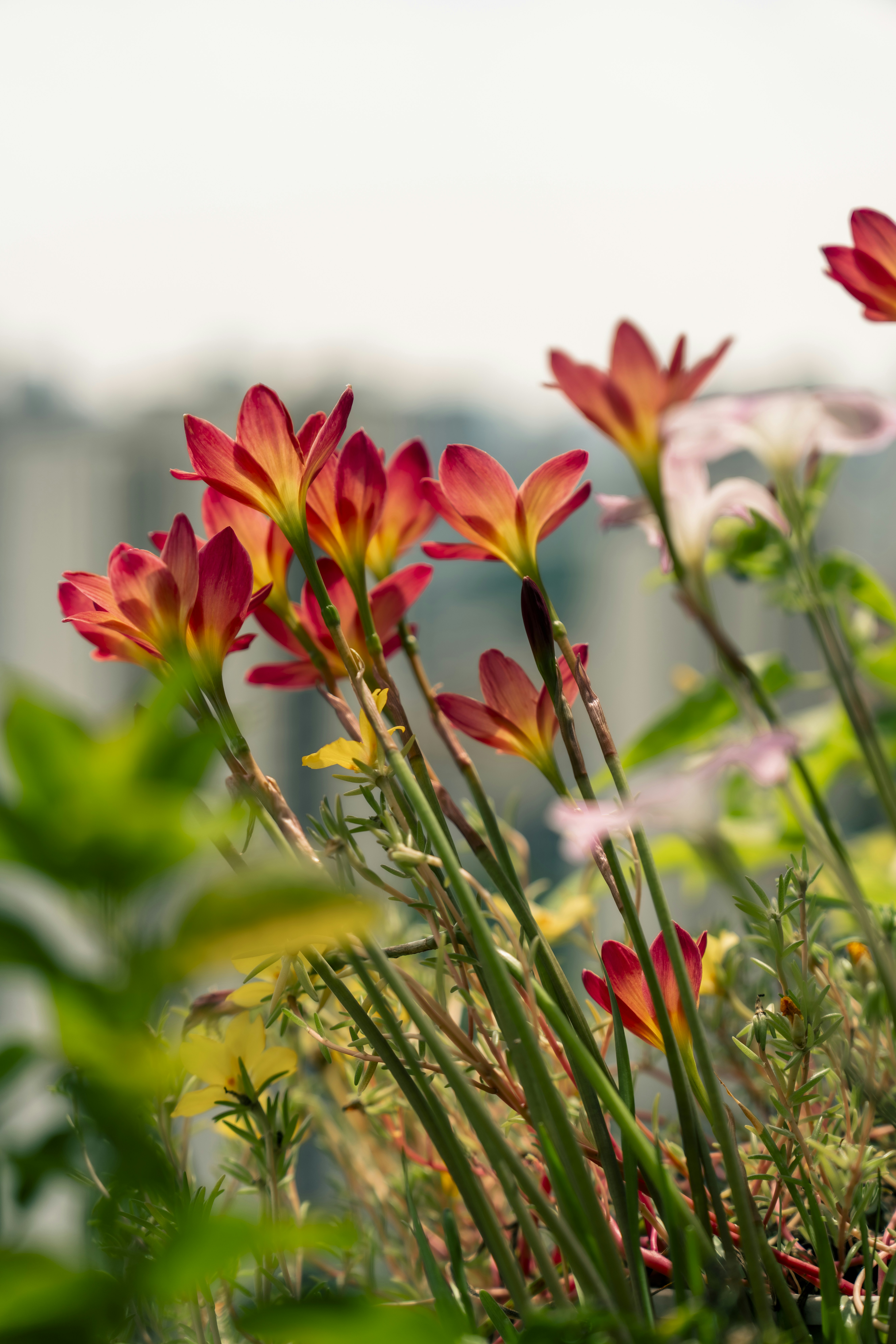Red and yellow flowers bloom beautifully in sunlight.