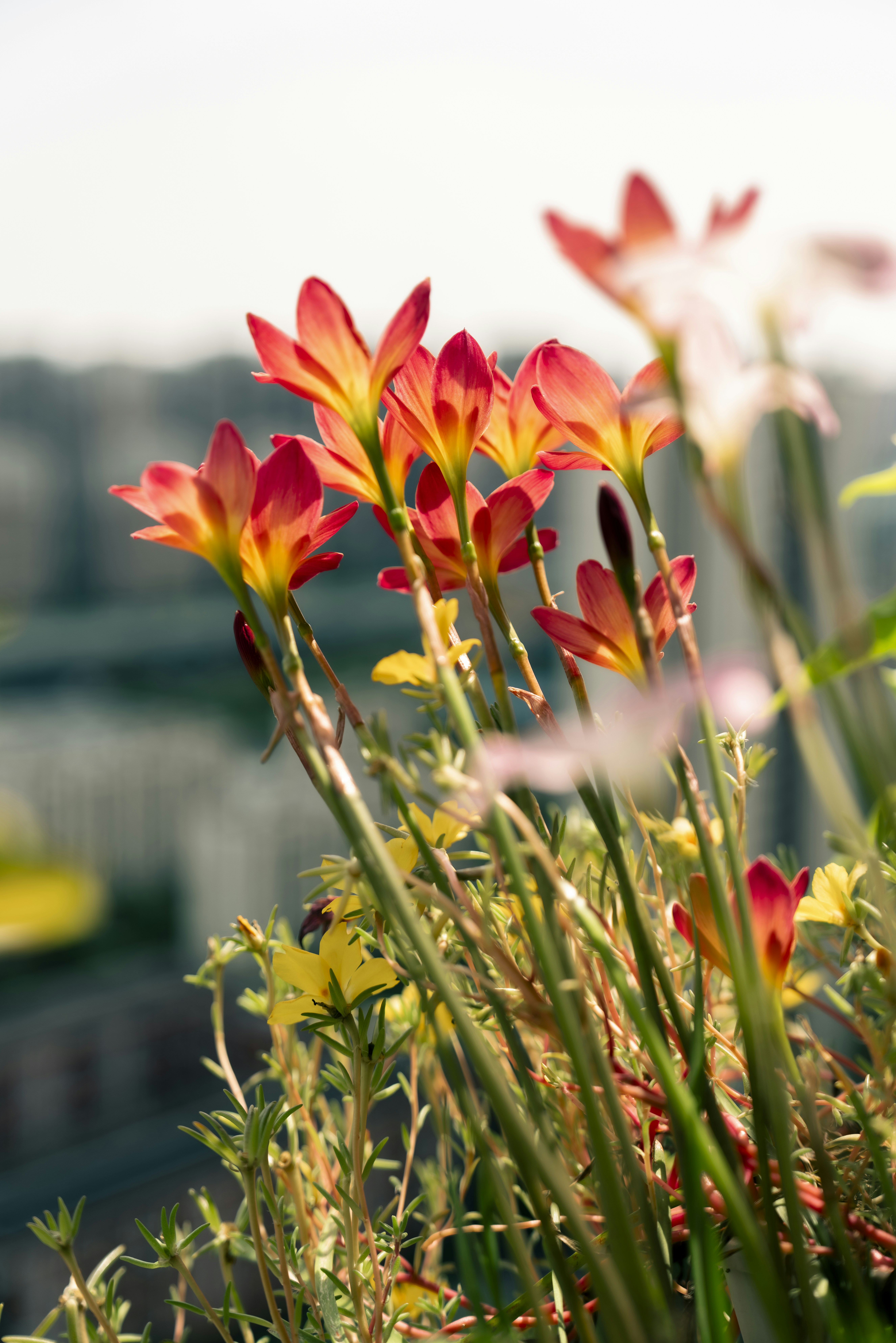 Vibrant, colorful flowers bloom in the sunlight.
