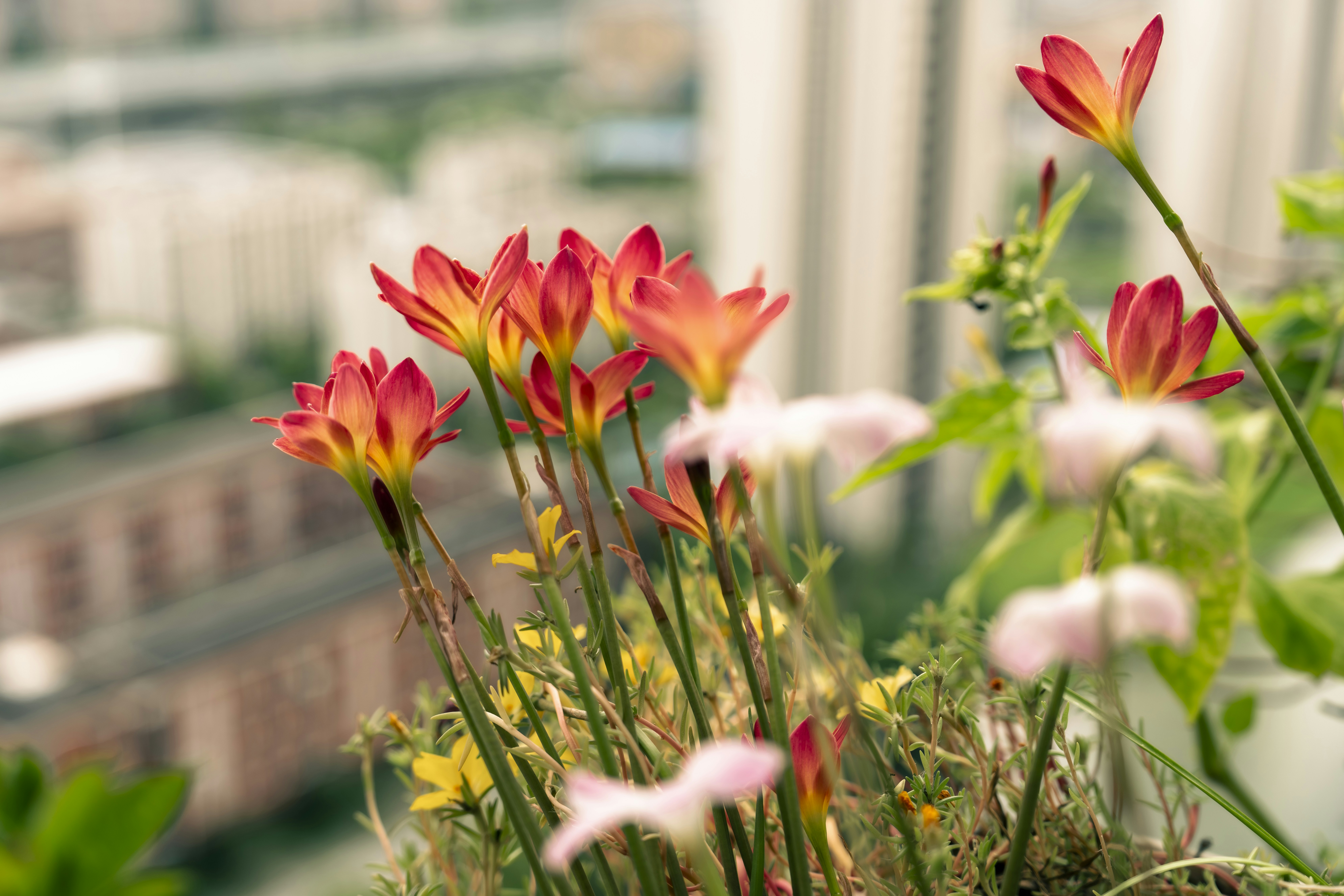 Orange and pink flowers bloom with a cityscape background.