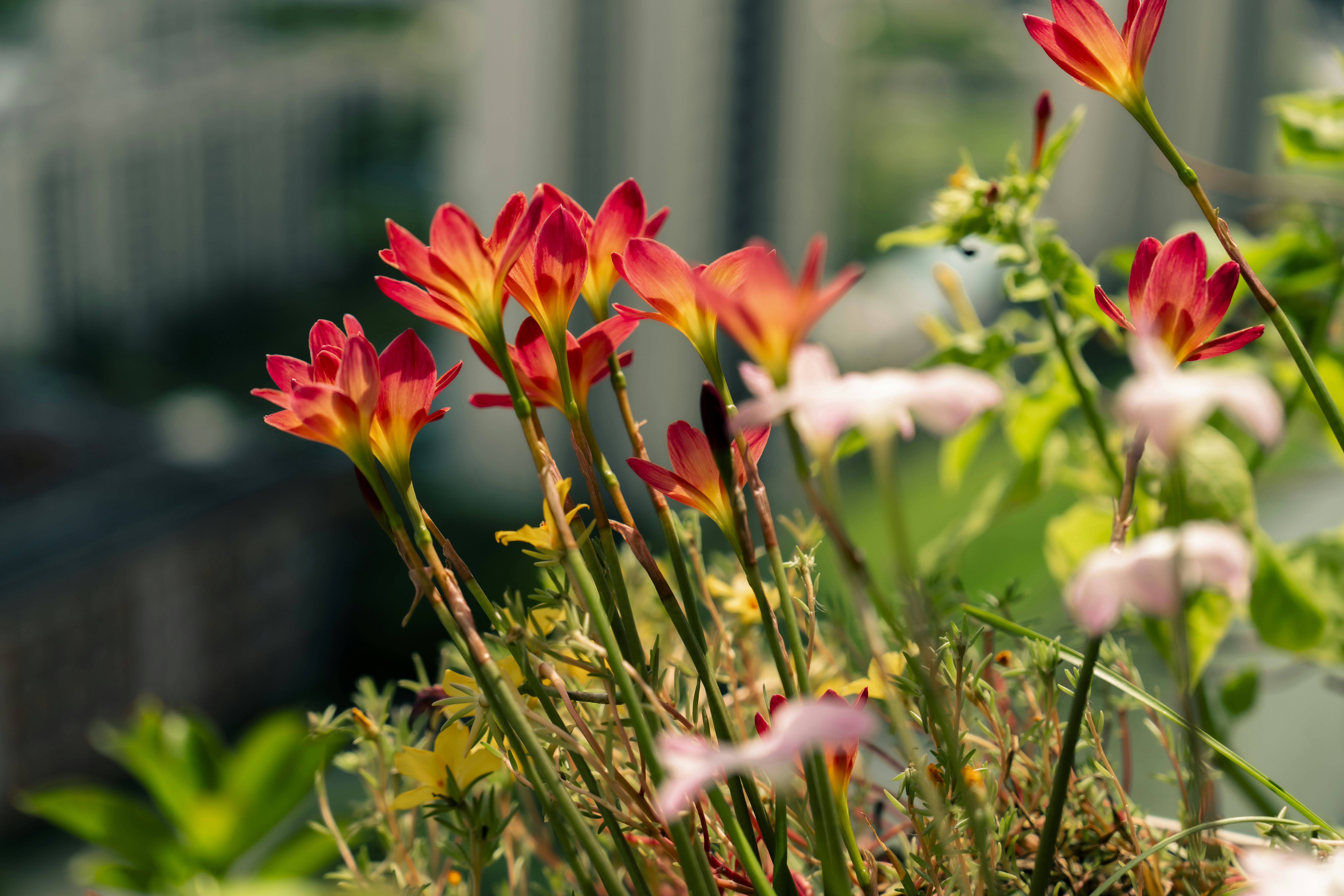 Beautiful orange flowers bloom in the sunlight.