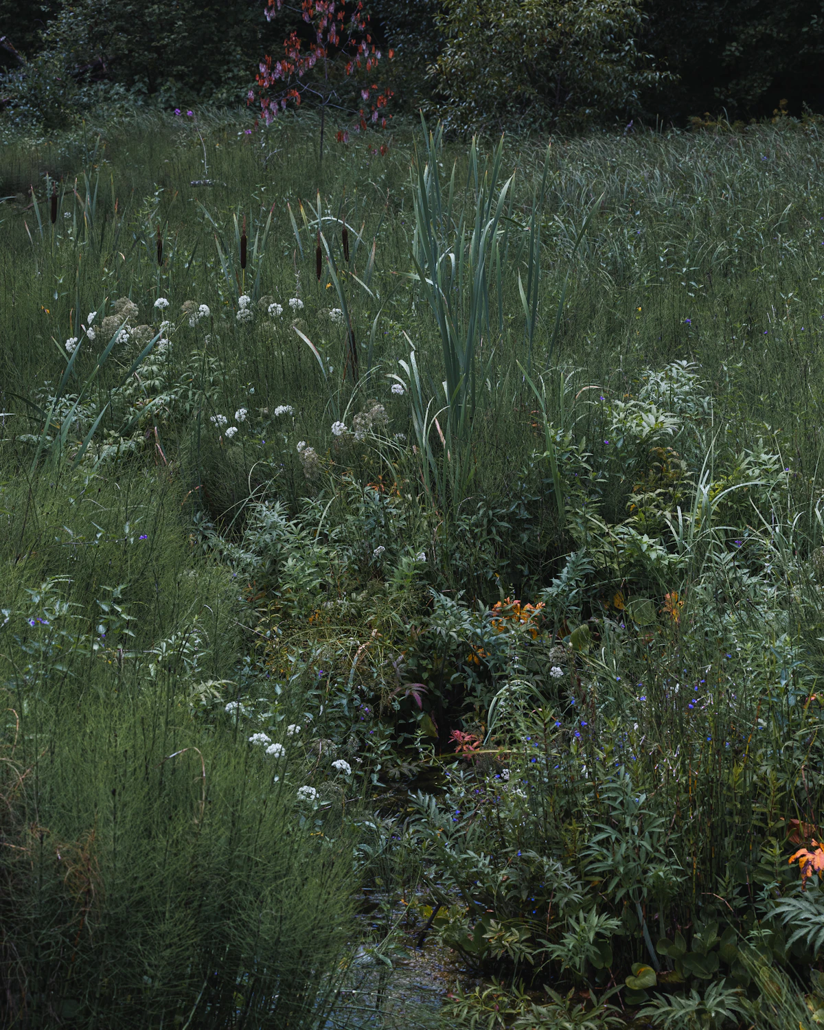 Illustrative seasonal garden care