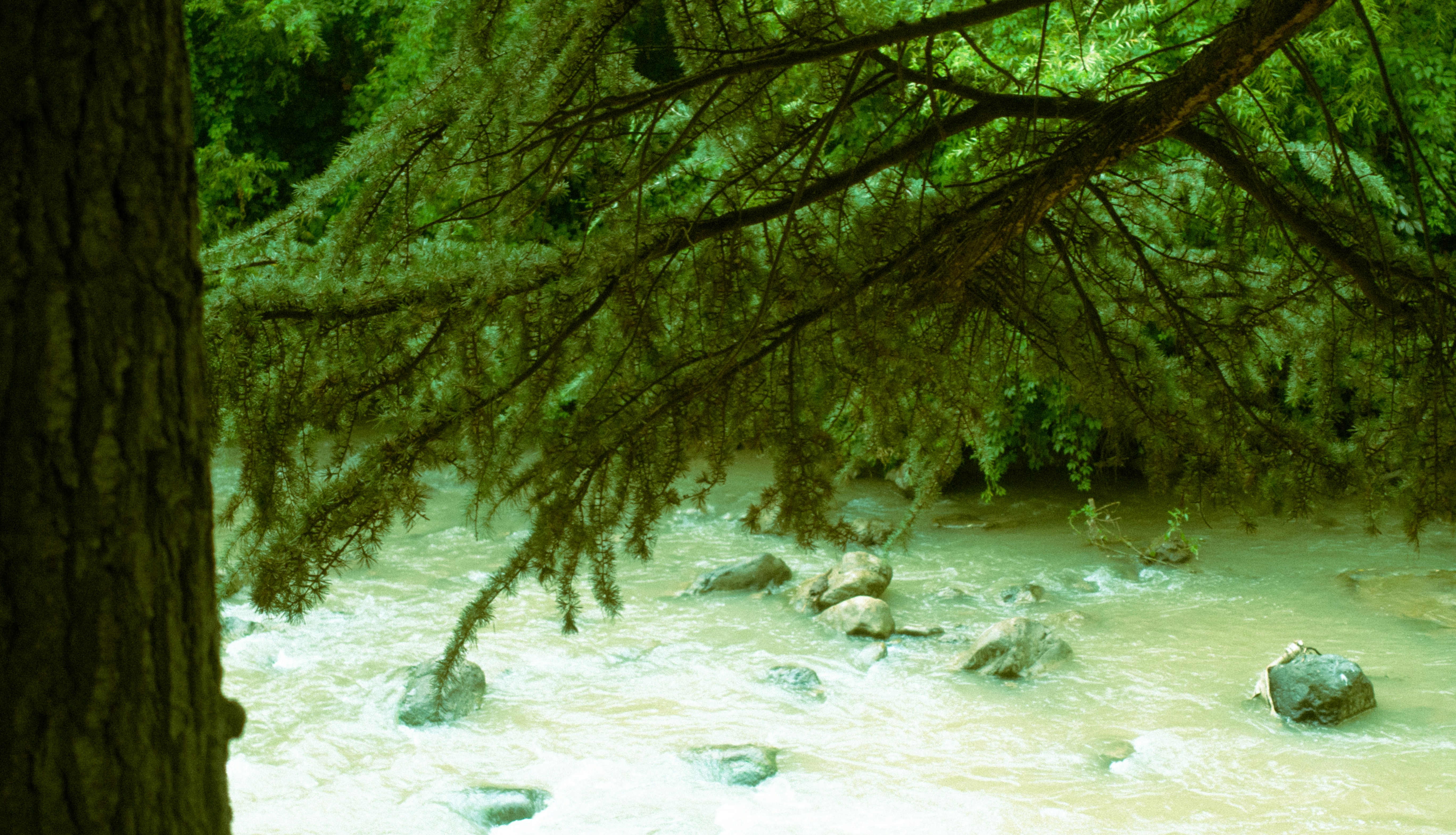 Trees and a river are seen in the forest.