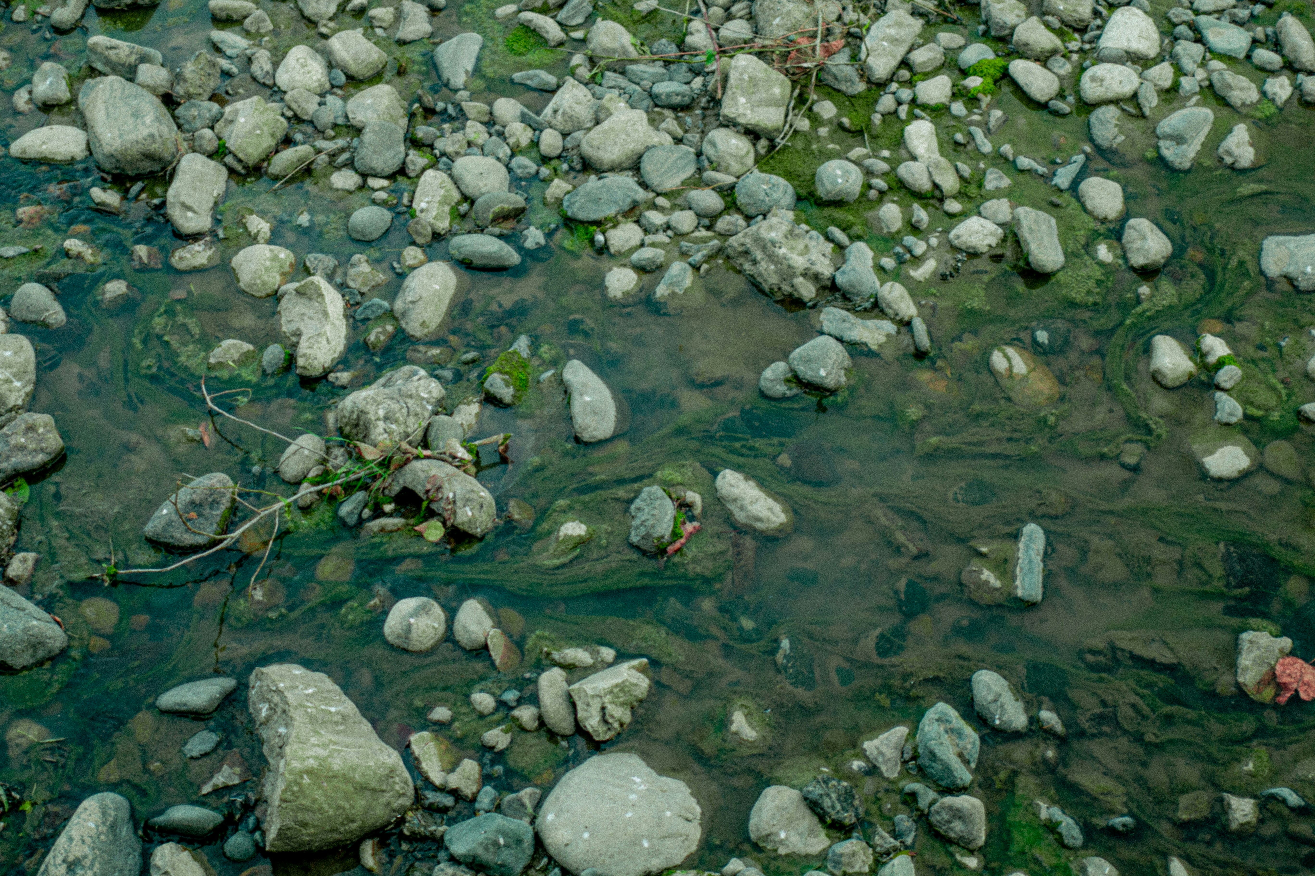 Rocks and algae are in murky water.