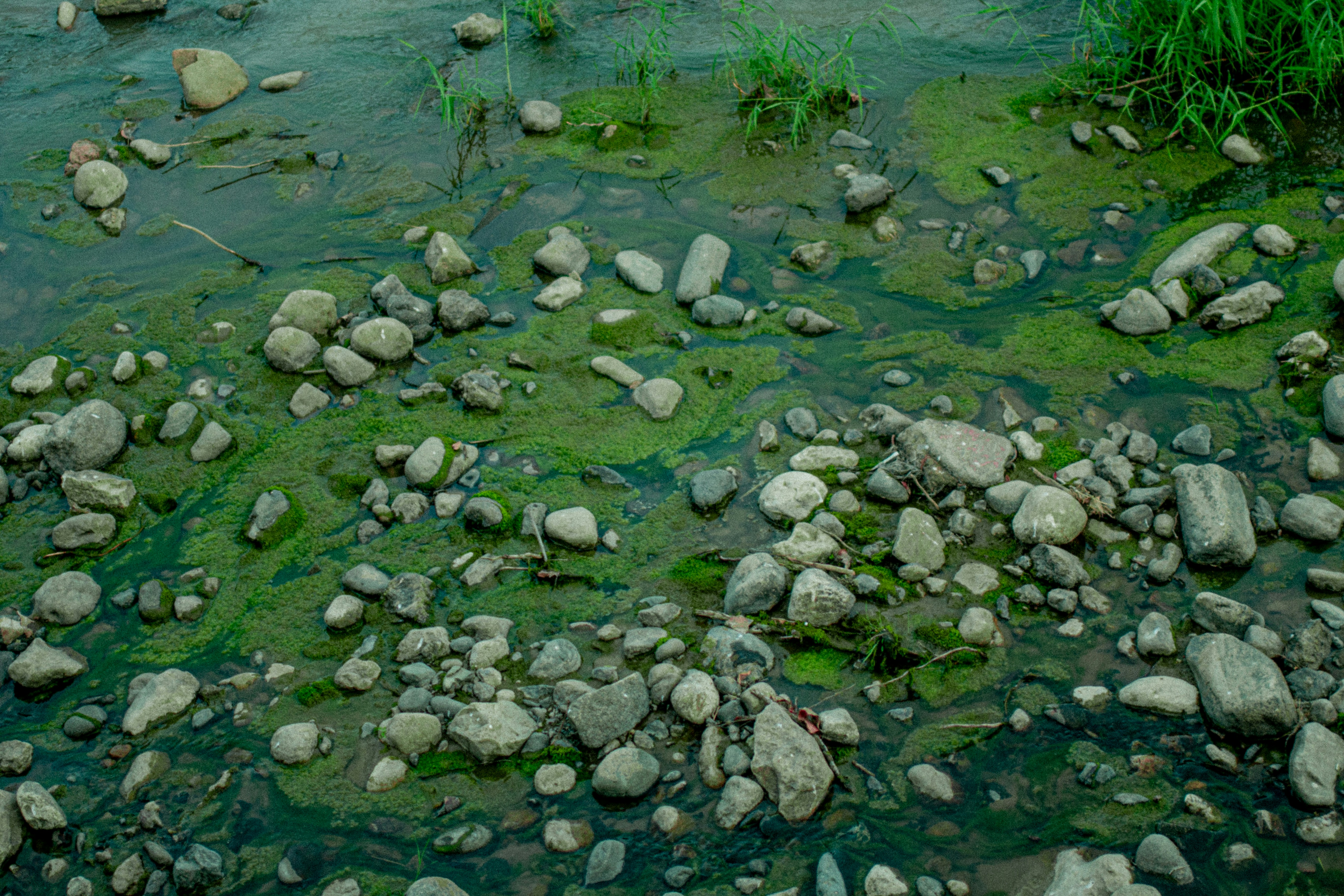 A rocky stream with green algae and vegetation.