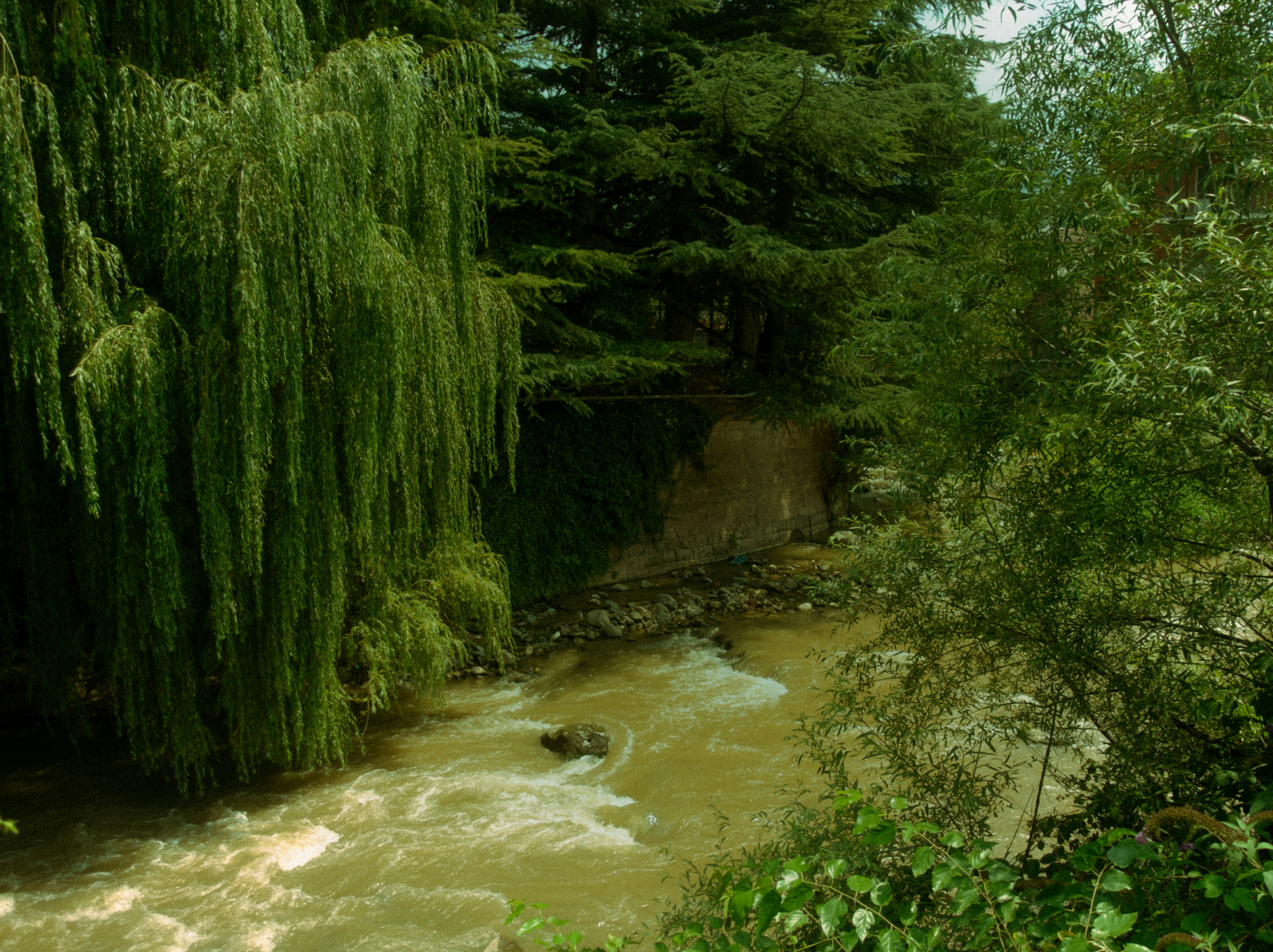 A rushing river flows through lush green trees.