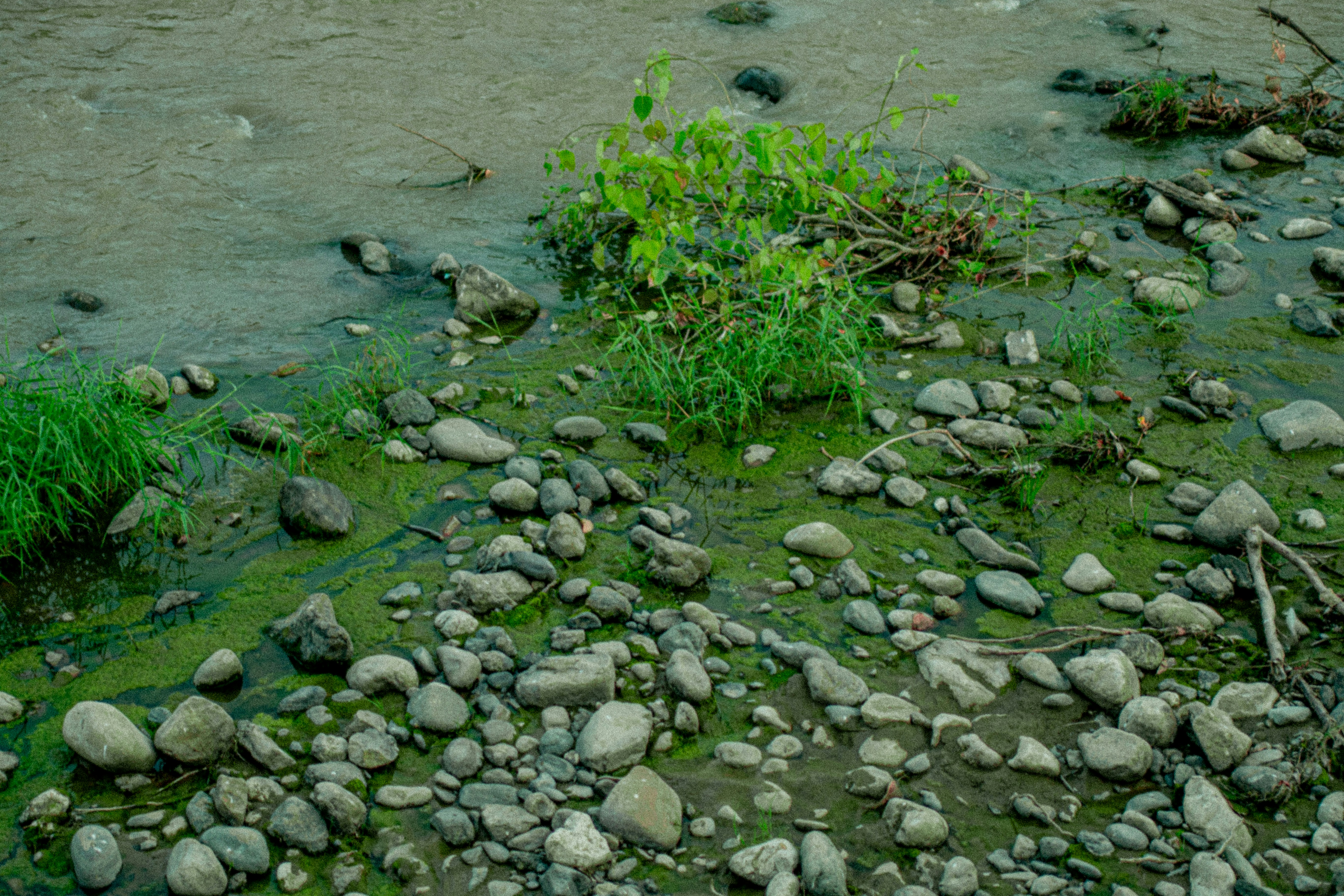 Rocks and vegetation border a murky stream.