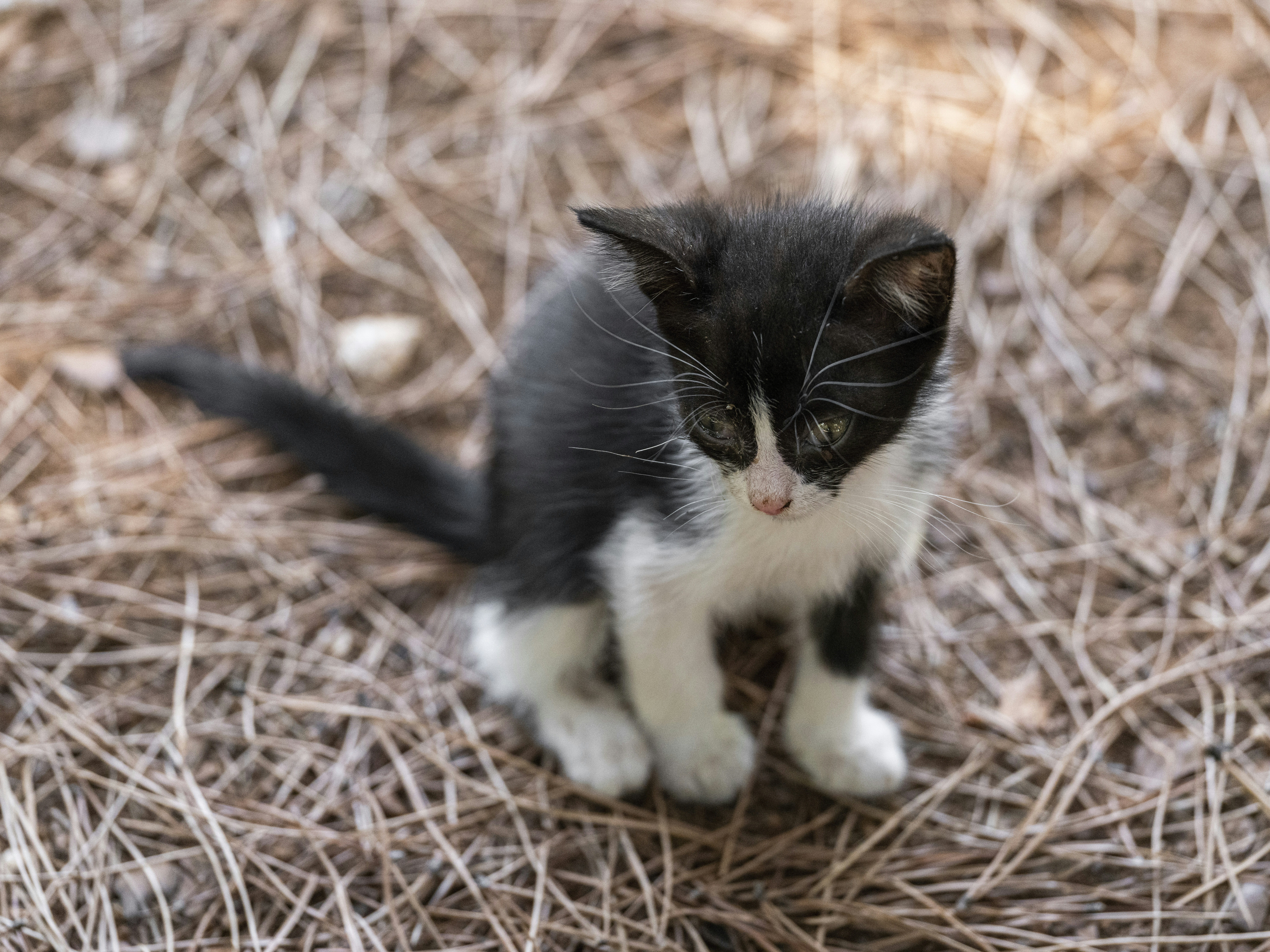 Un mignon chaton noir et blanc dans de la paille. photo – Image gratuite de  Portrait sur Unsplash, image size:3000x2250