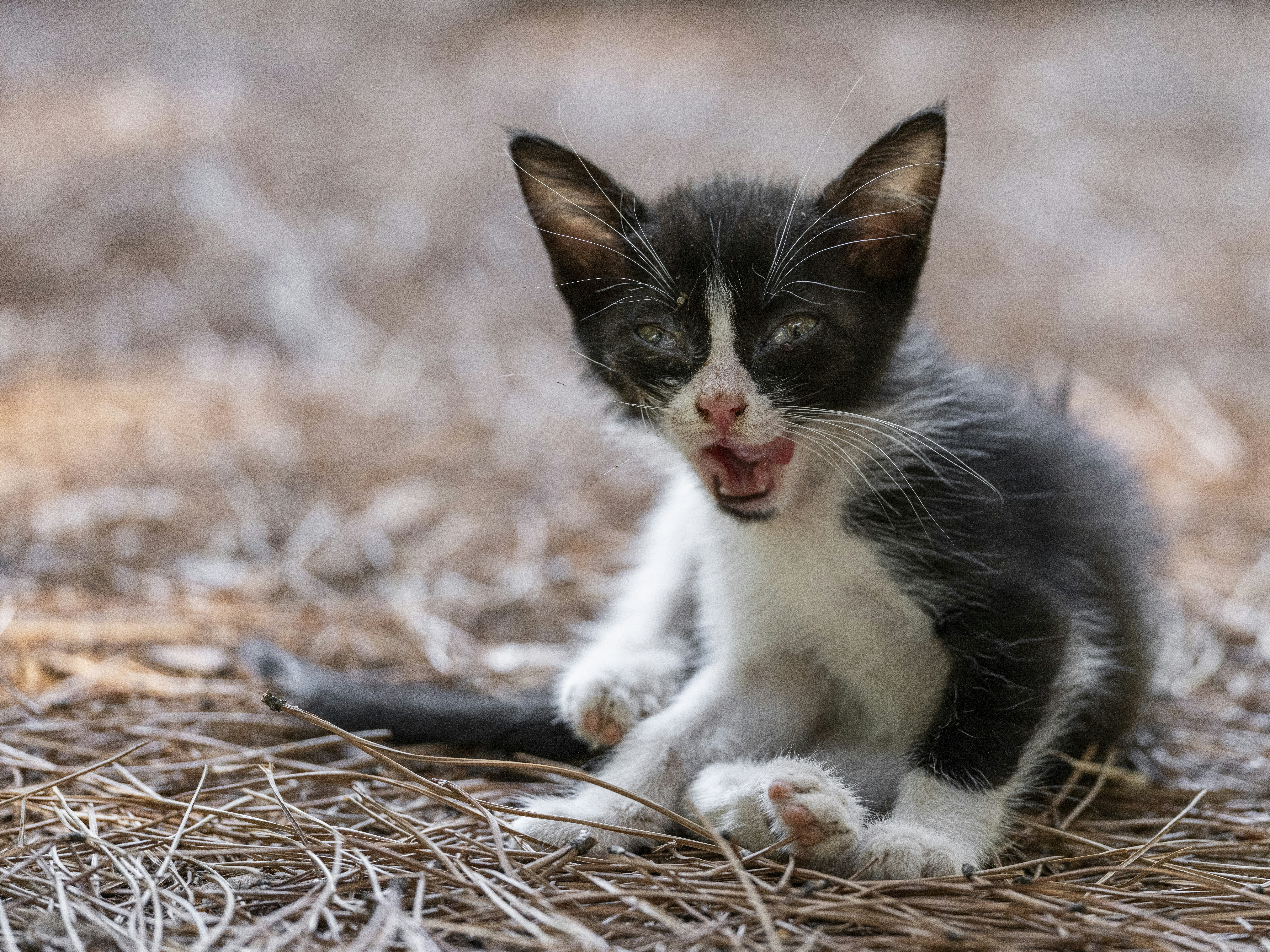 Photo by enginakyurt