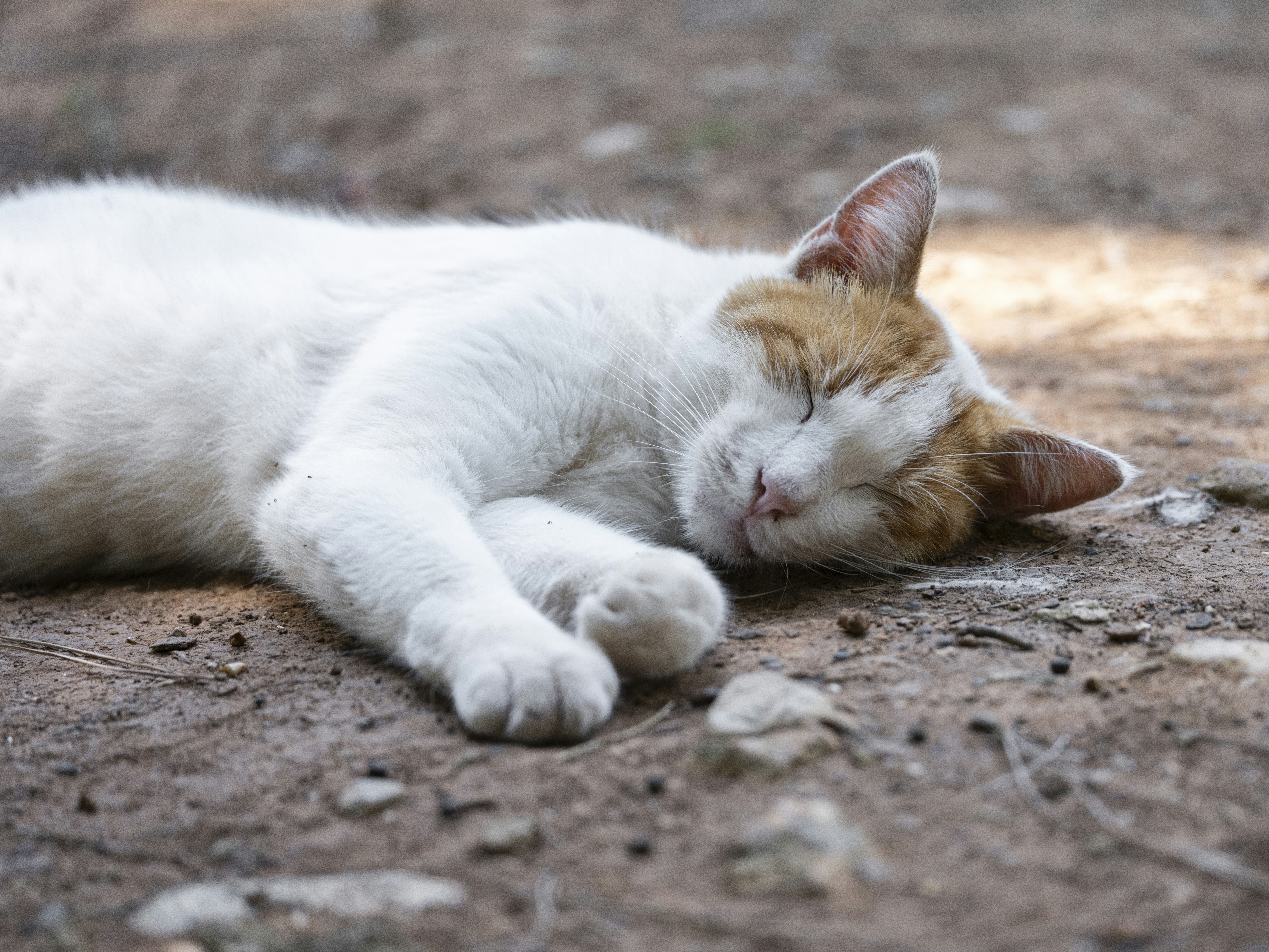 Photo by enginakyurt