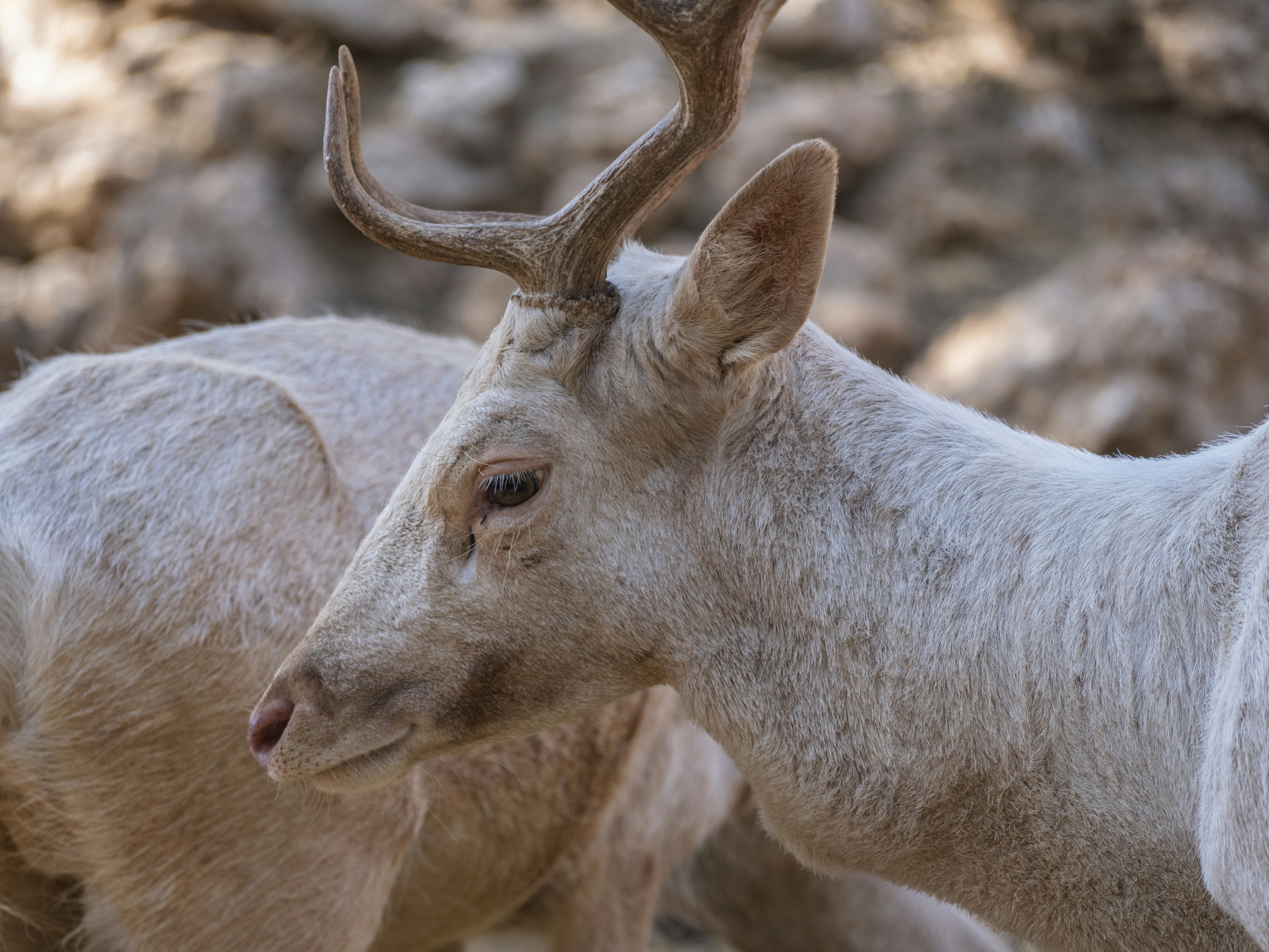 Photo by enginakyurt