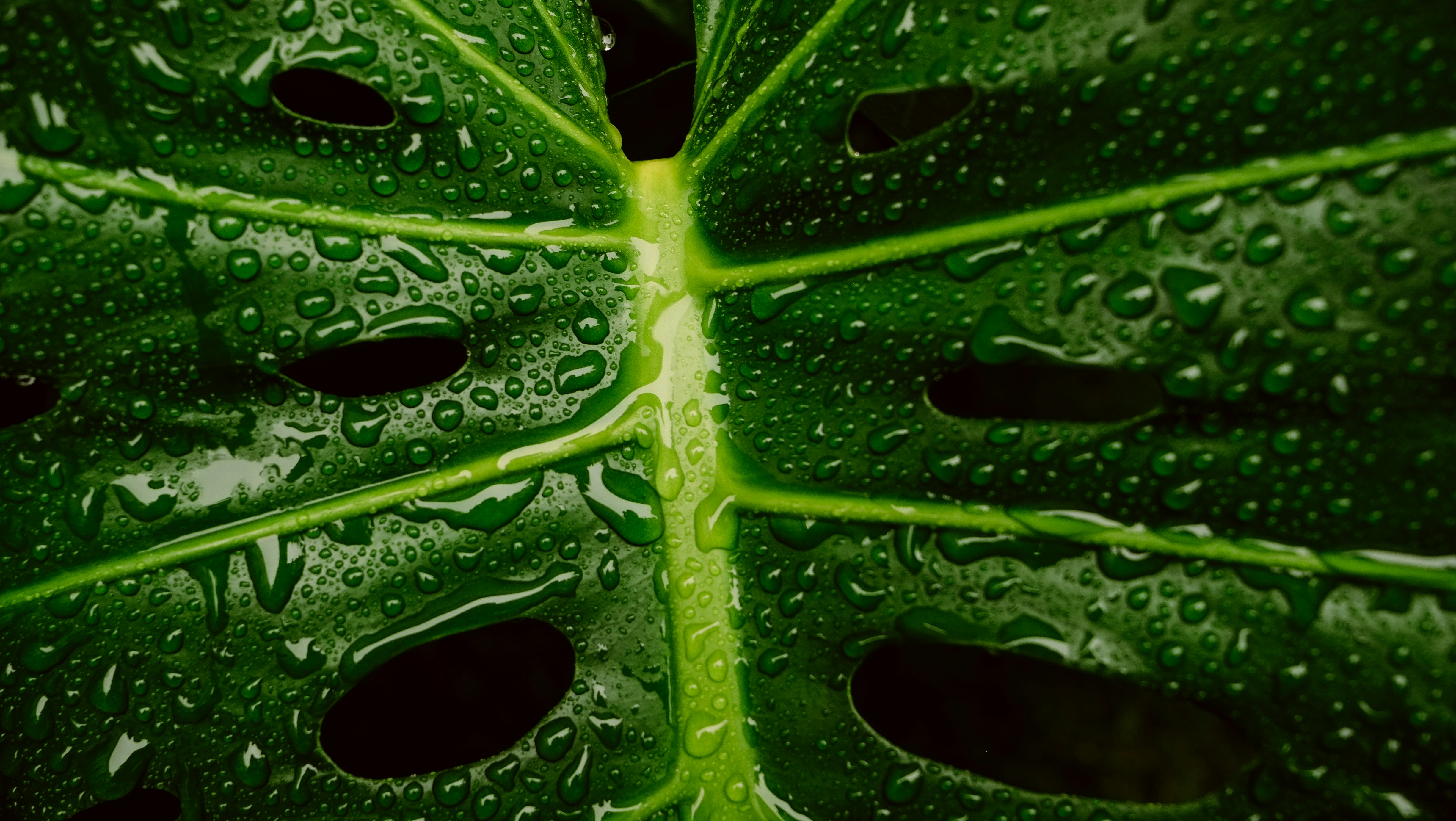 Water droplets glisten on a monstera leaf.