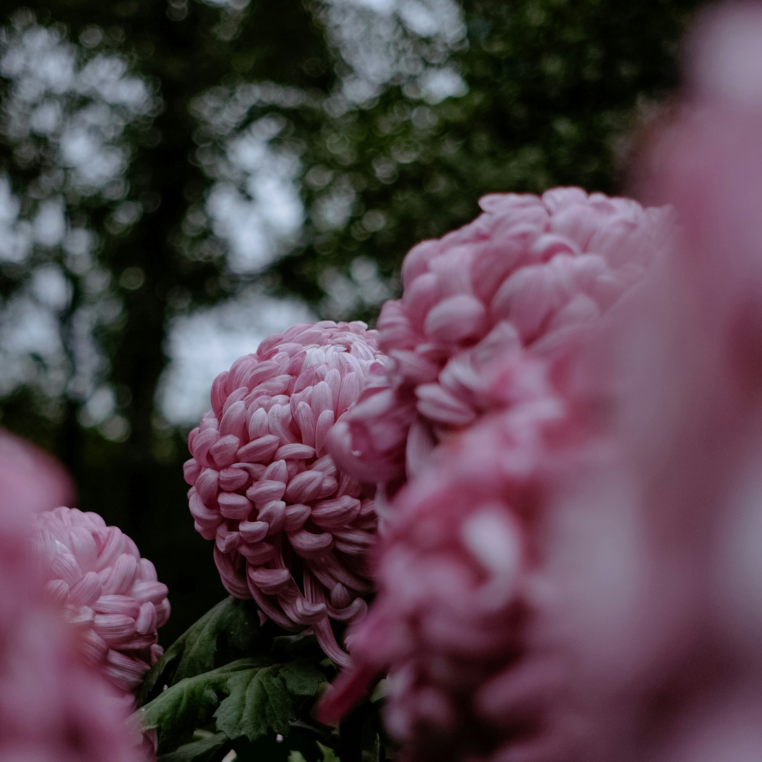 Beautiful pink flowers blooming in a garden.