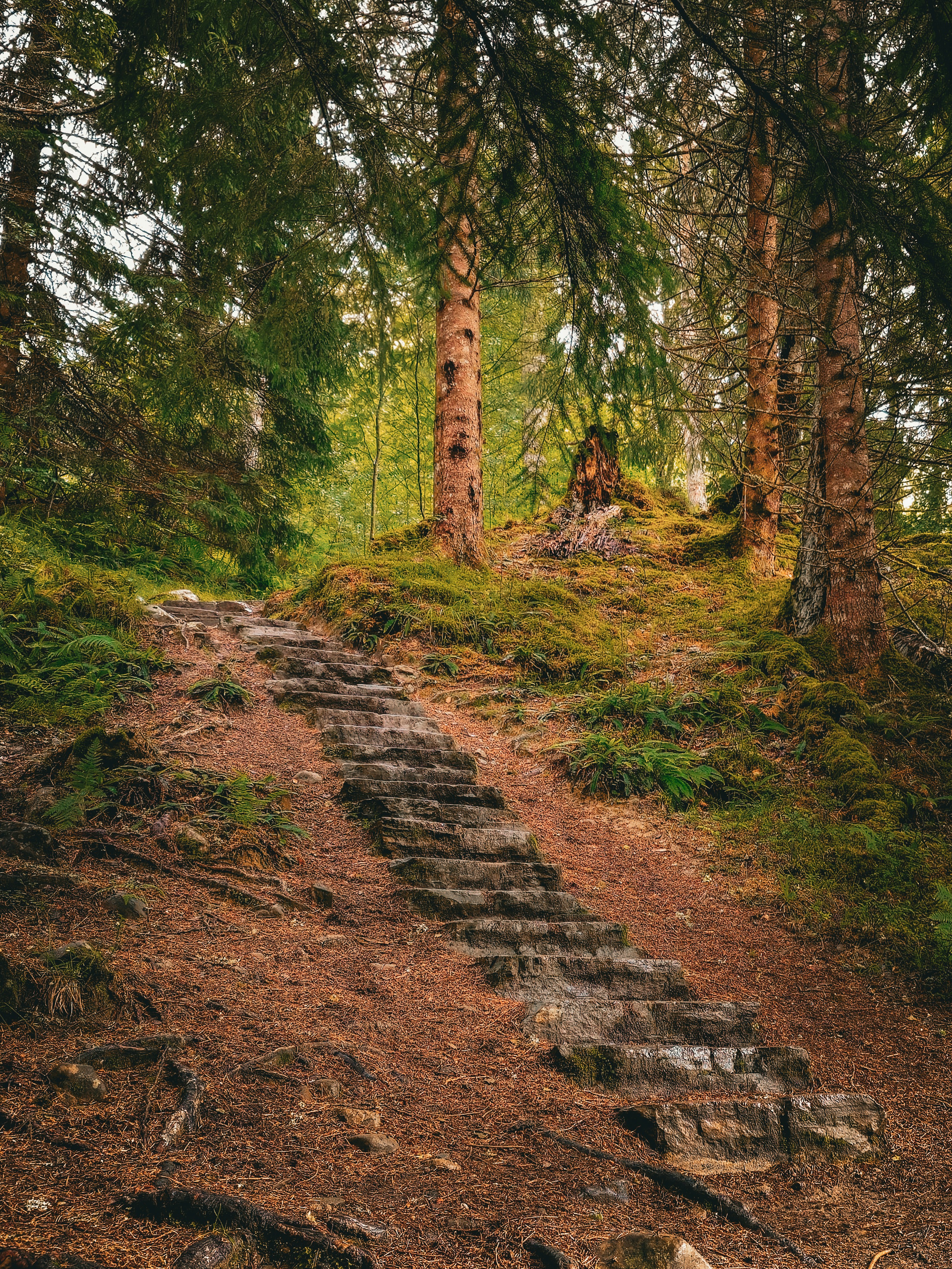 Stone steps lead uphill through a peaceful forest.