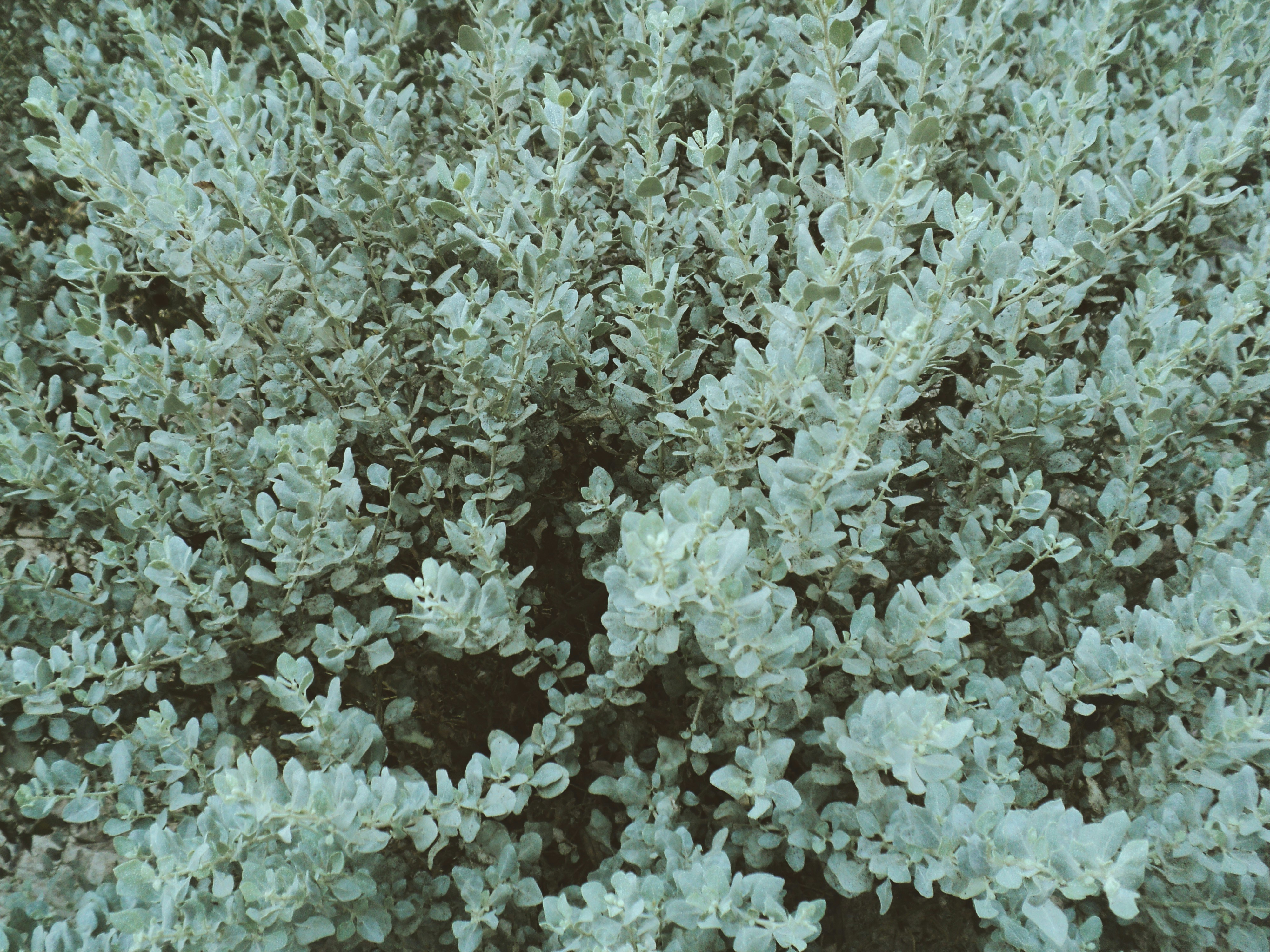 abstract wallpaper sage green, wallpaper, Digital Marketing Strategy: A Comprehensive Guide 6