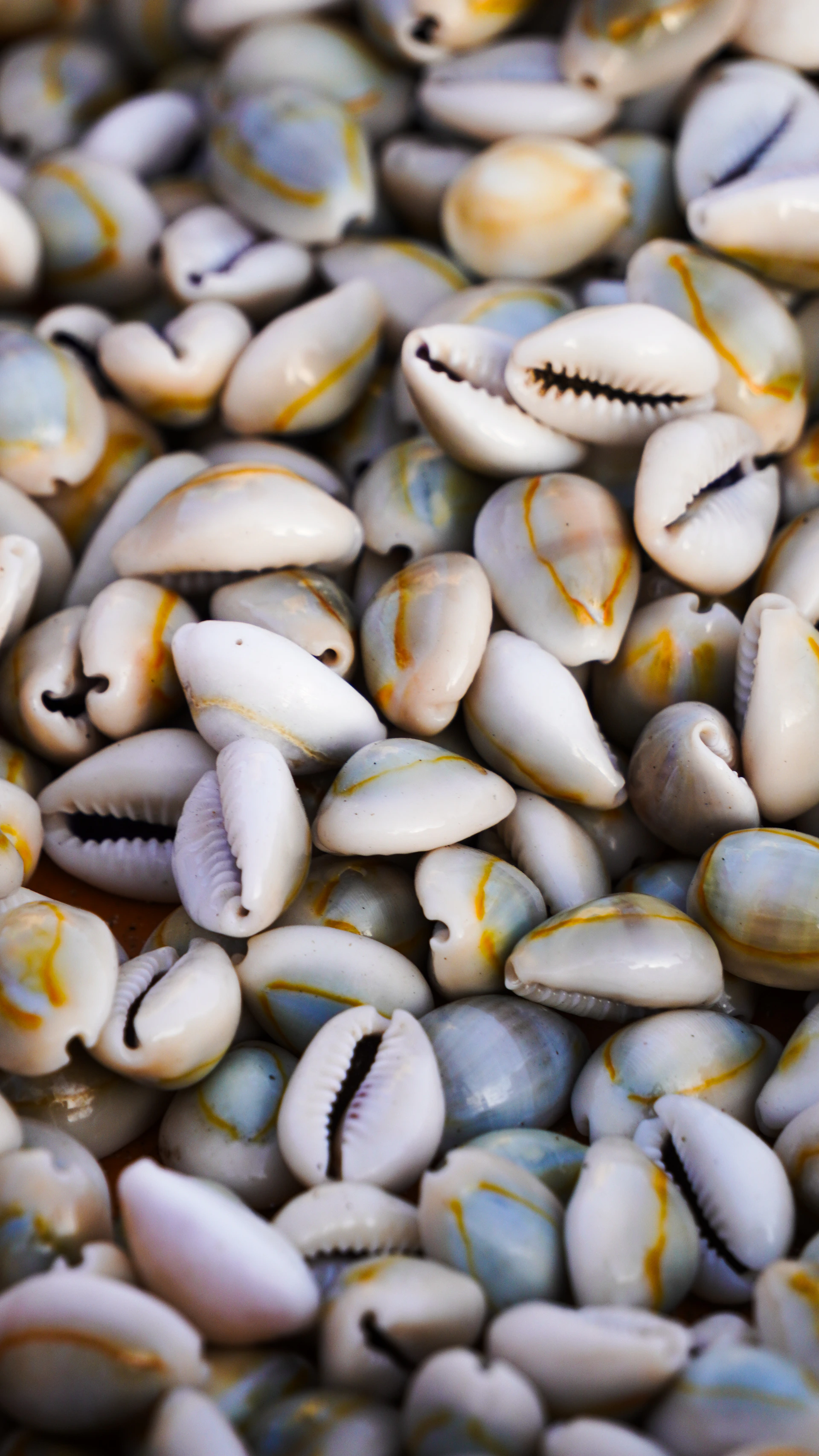 A close-up view of numerous cowrie shells.