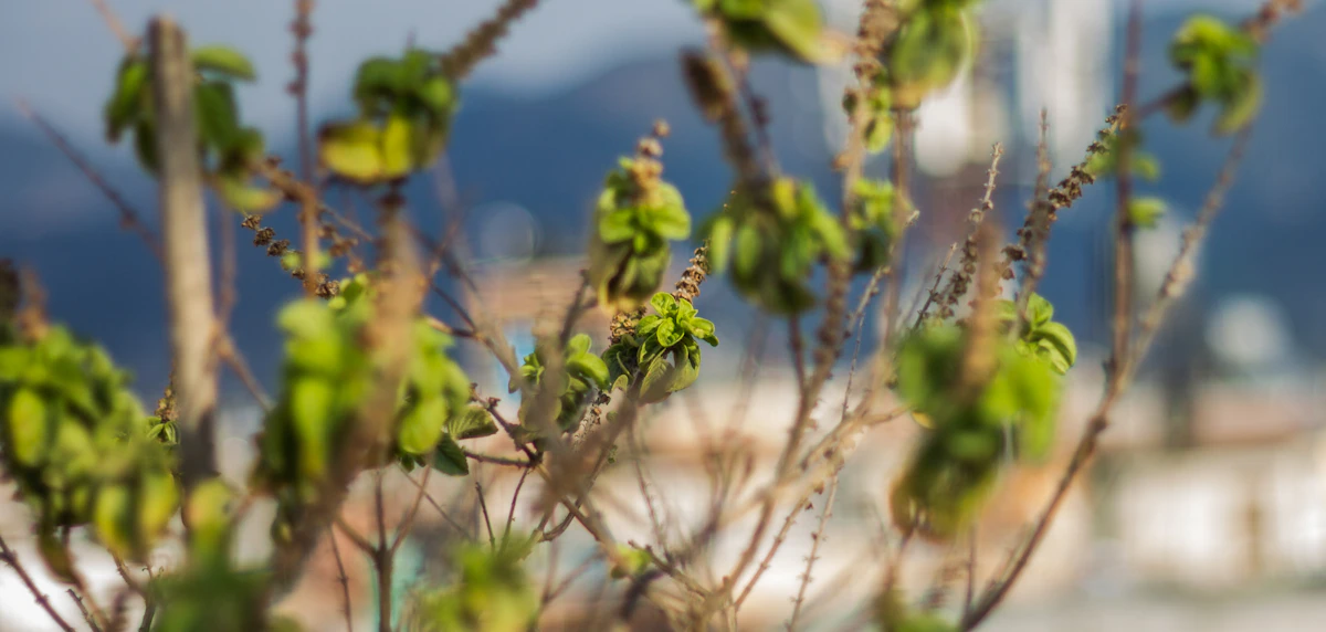 Tulsi Holy Basil Growing India — Sacred Adaptogen Puja Plant Encyclopedia
